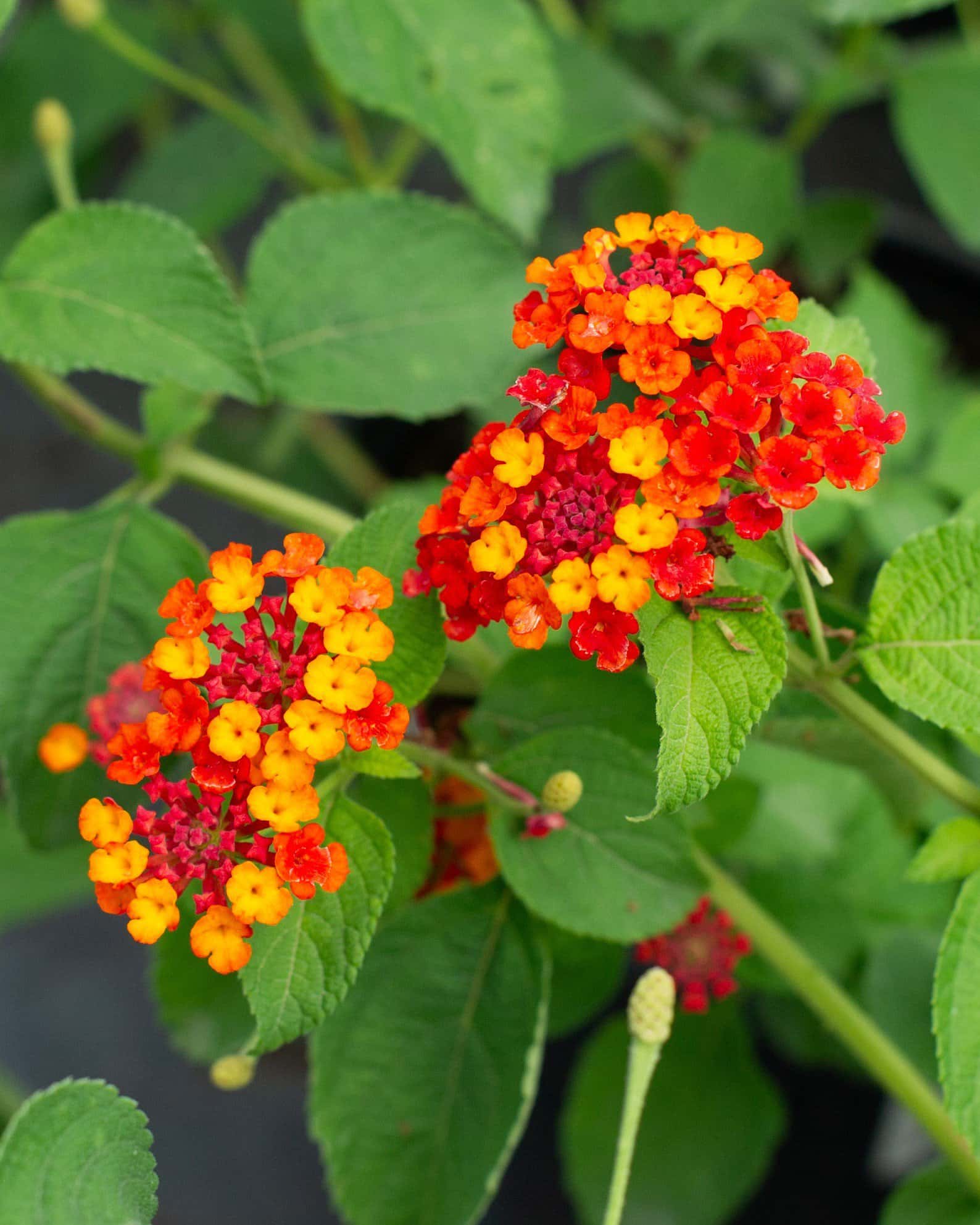 Dallas Red Lantana - Image 5