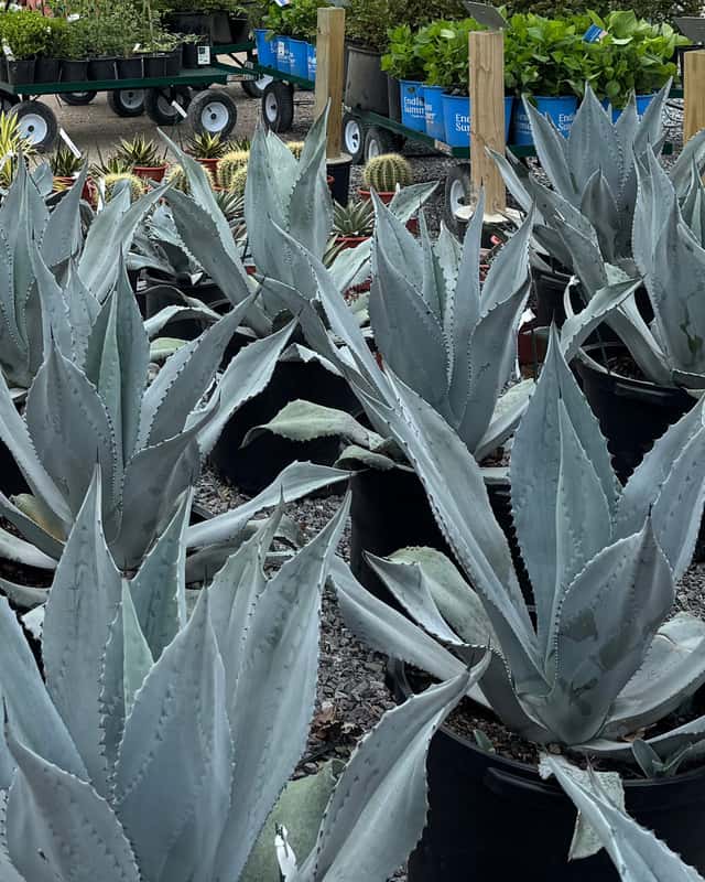 Blue Rough Leaf Agave | Order Online | Treeland Nursery