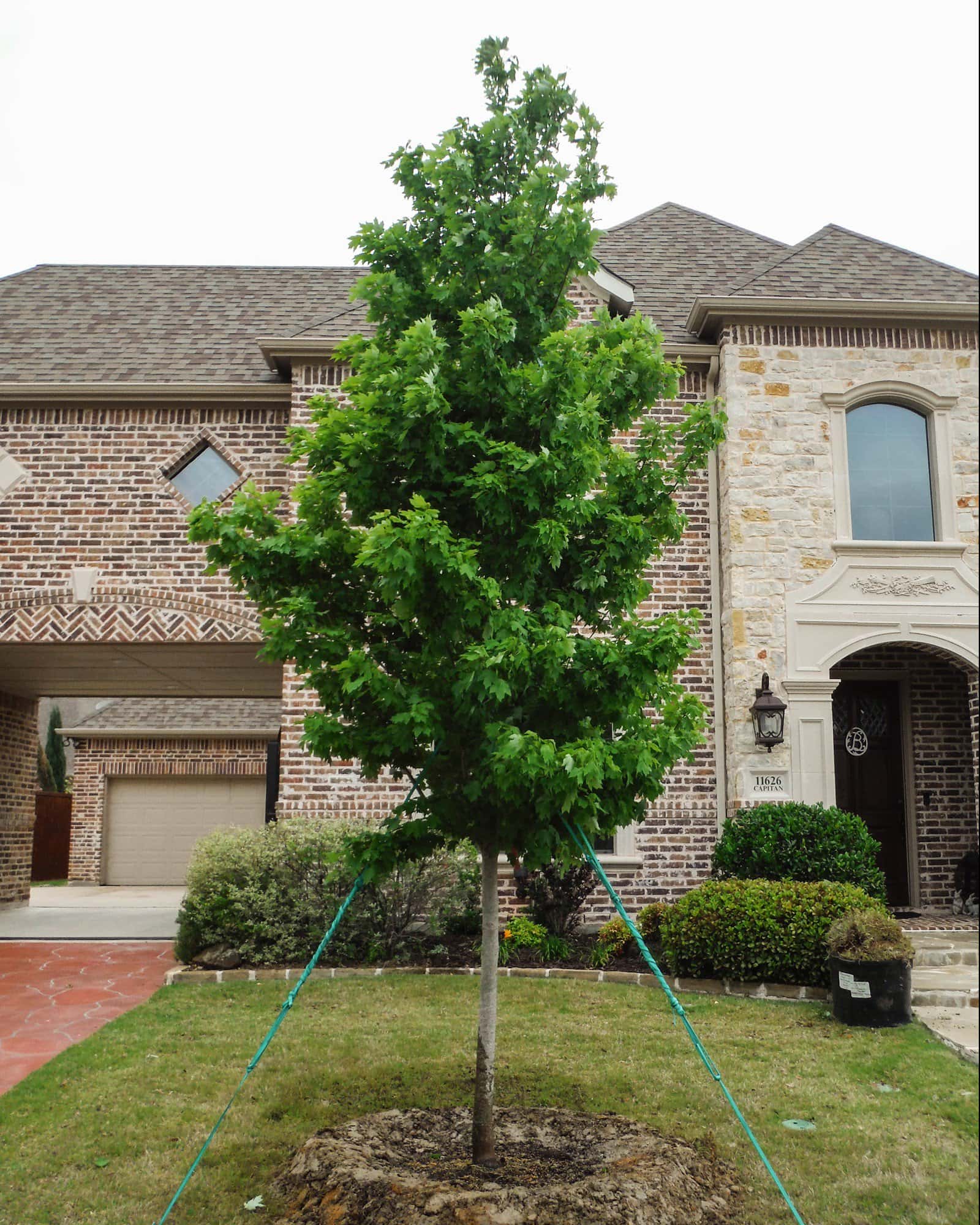Brandywine Maple - Main Image