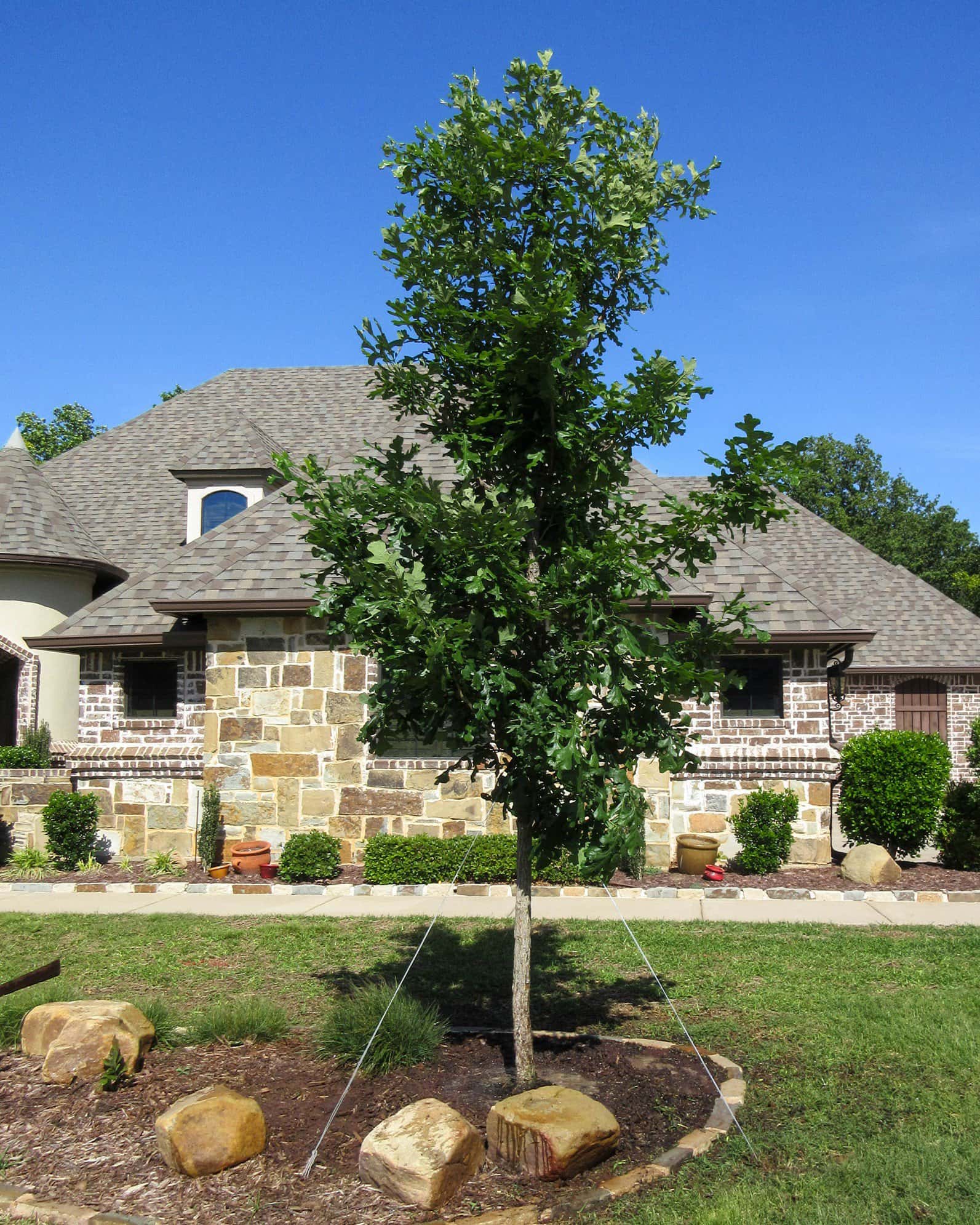 Bur Oak - Main Image