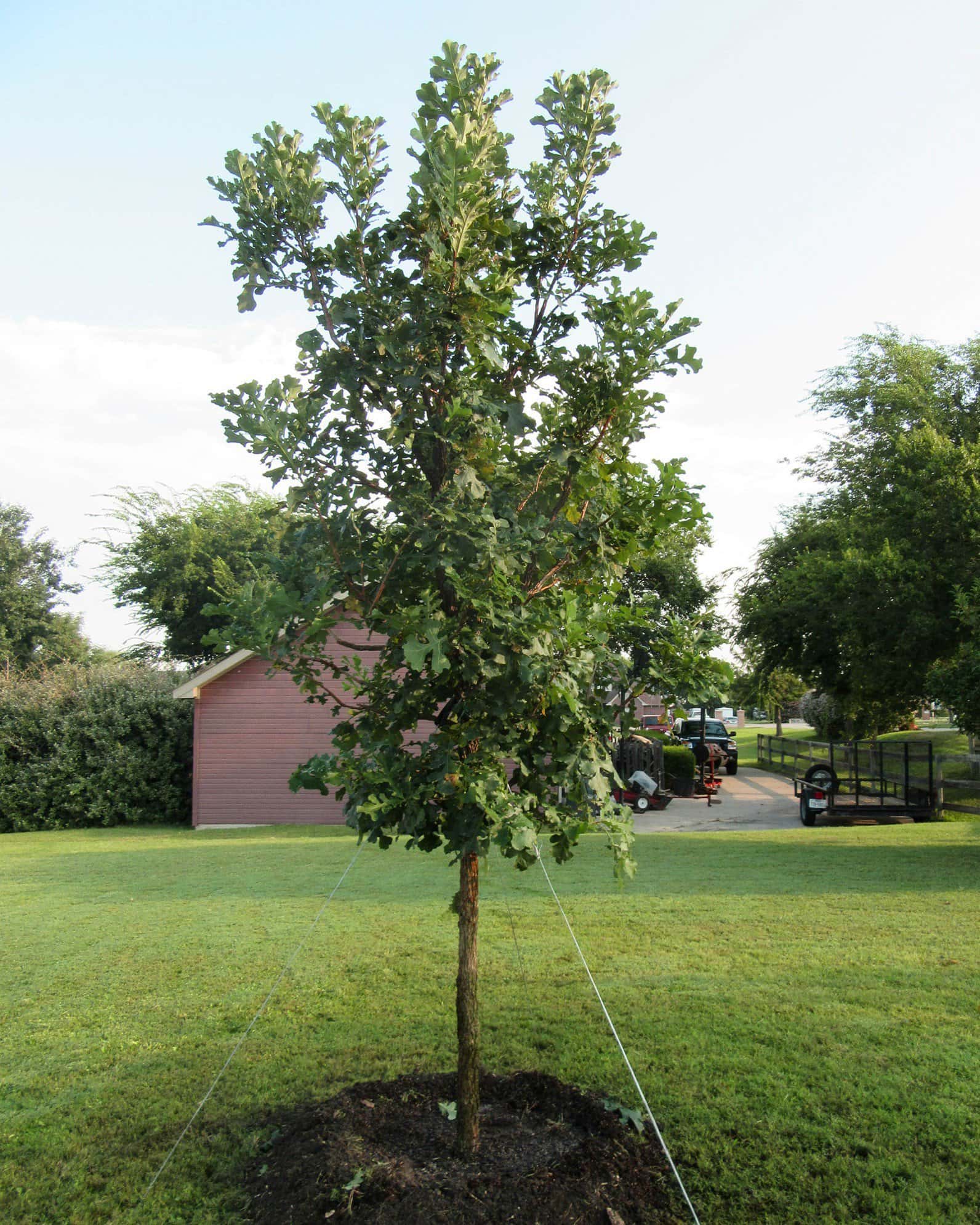 Bur Oak - Image 6