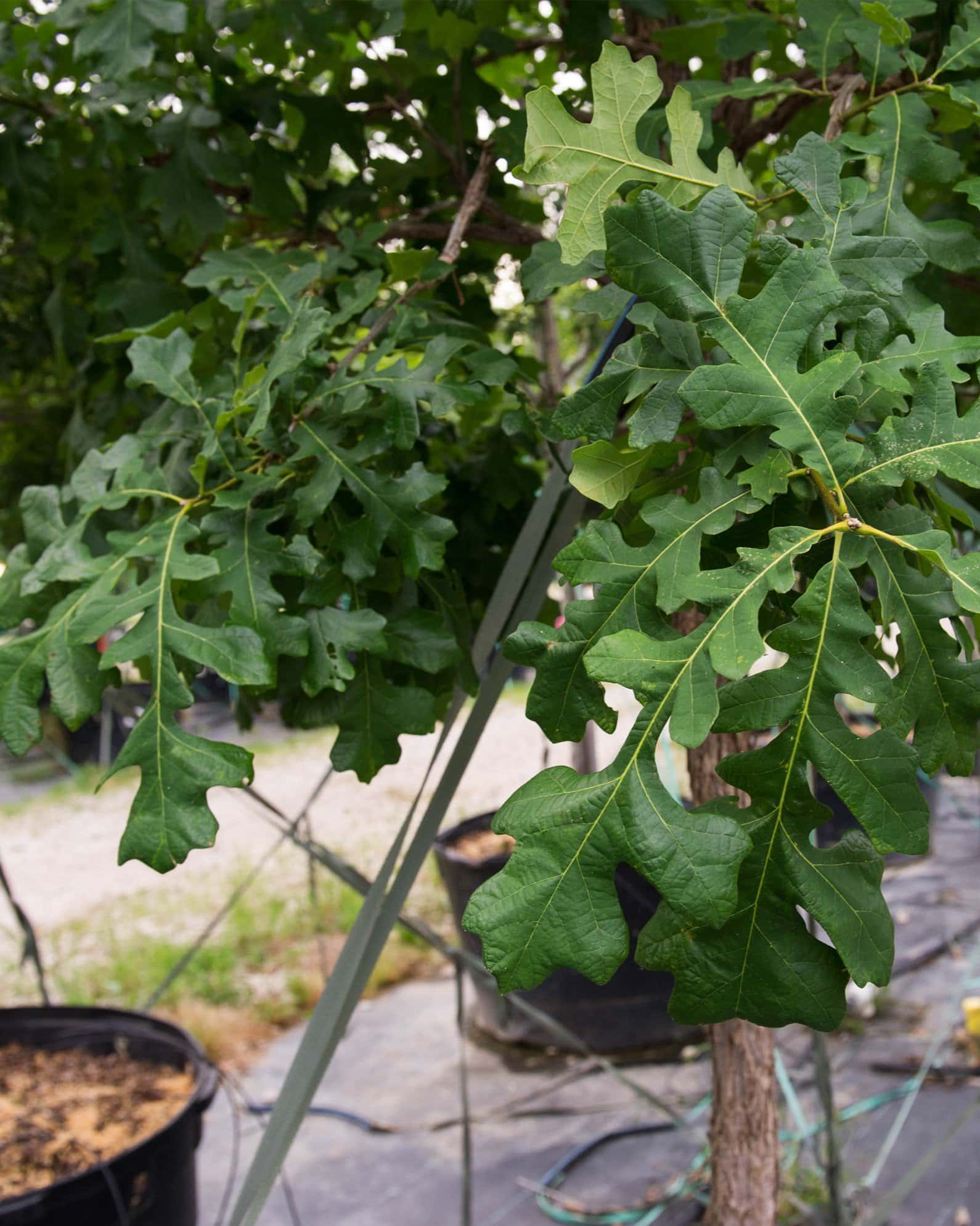 Bur Oak - Image 3