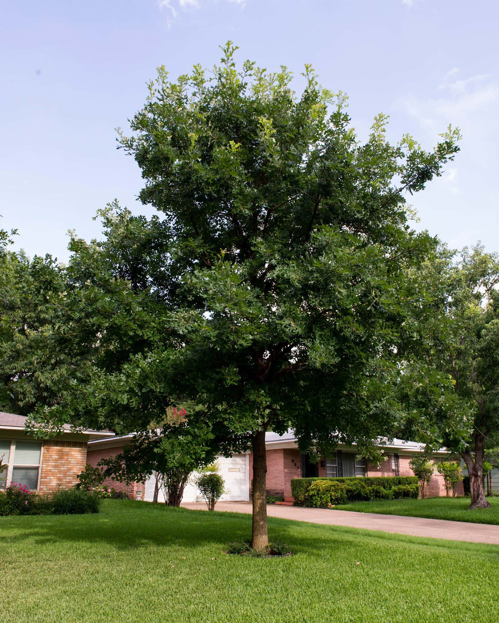 Bur Oak - Image 7