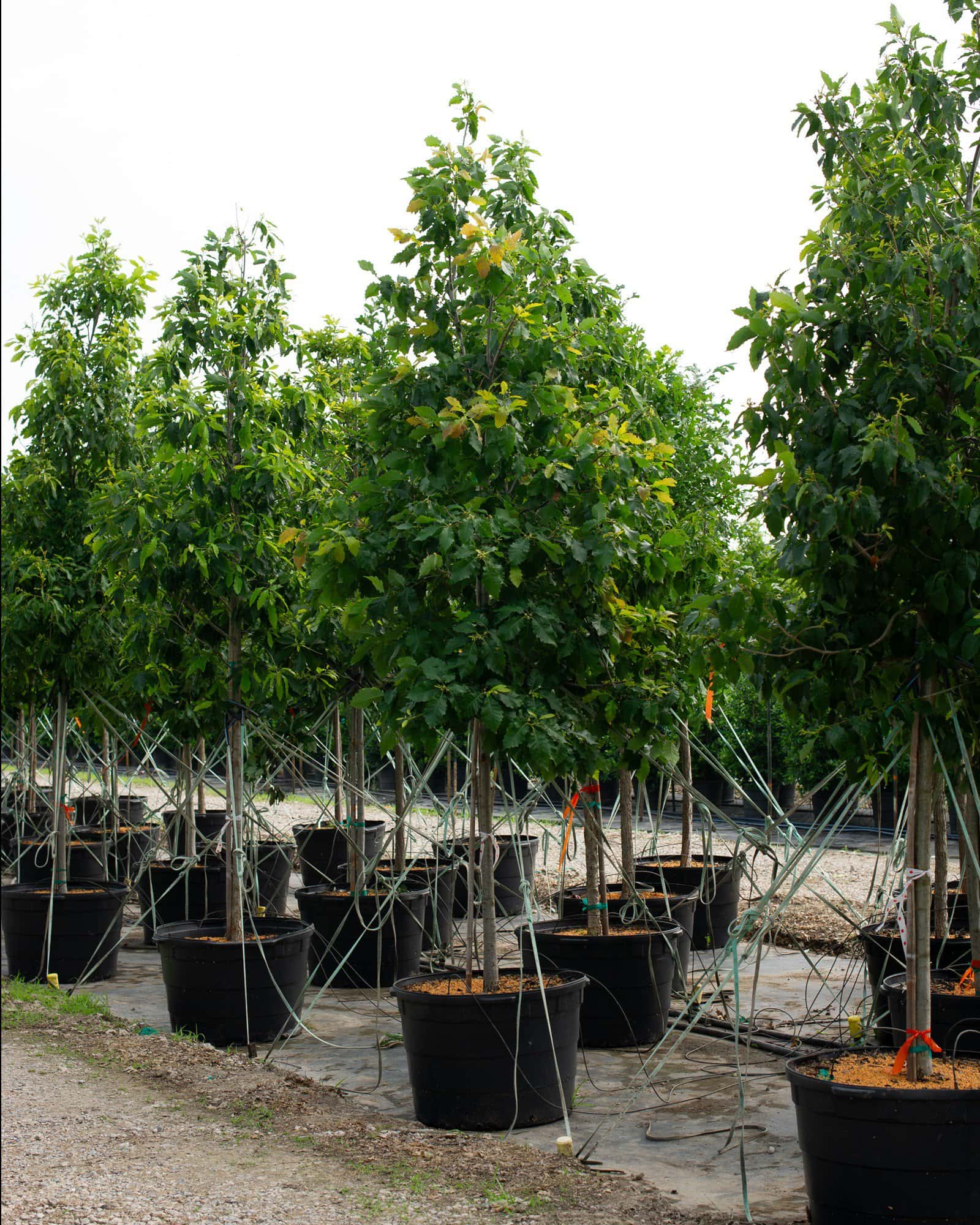 Chinquapin Oak - Image 3