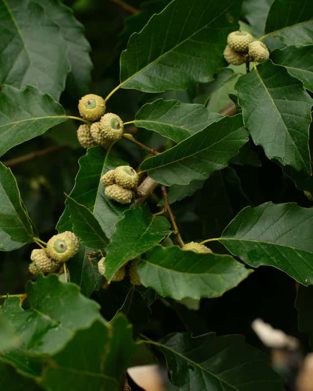 Chinquapin Oak Tree for Sale | Texas Native Shade Tree | Treeland Nursery