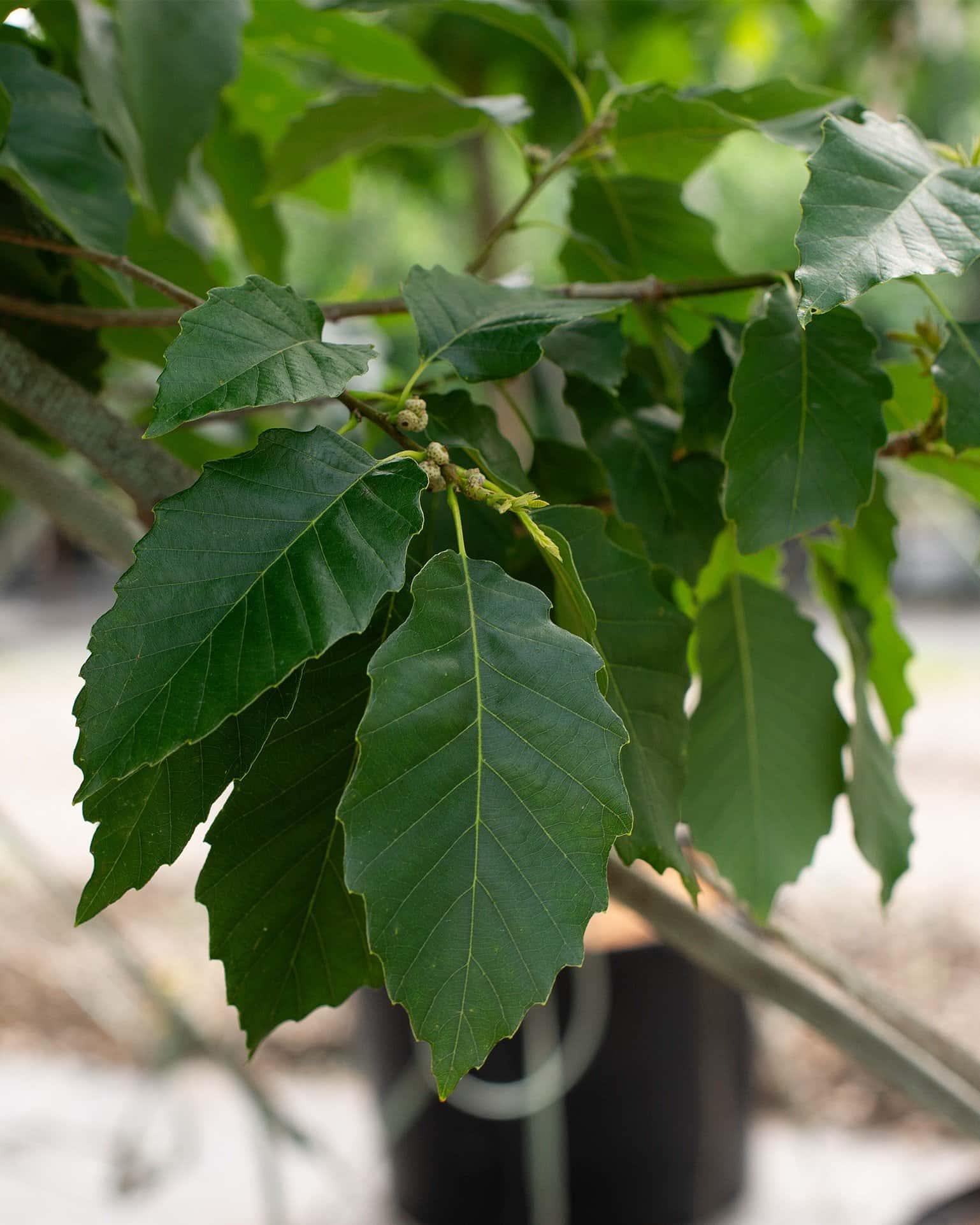 Chinquapin Oak - Image 5