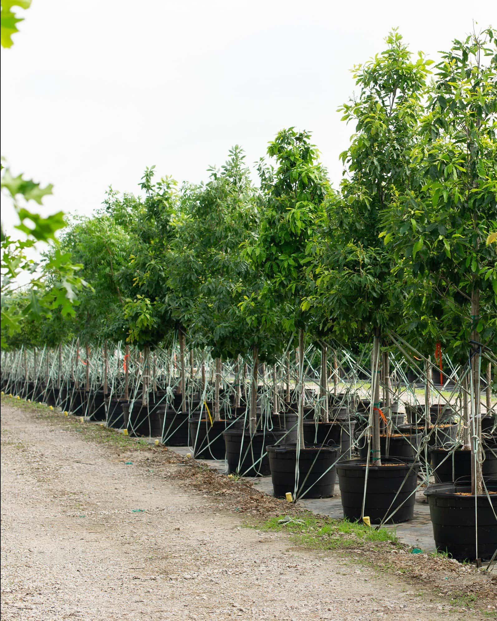 Chinquapin Oak - Image 6
