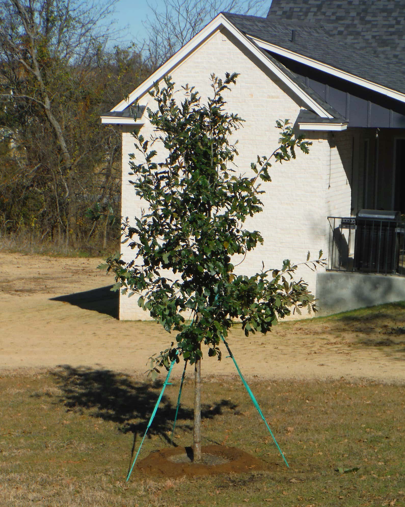 Chinquapin Oak - Image 7