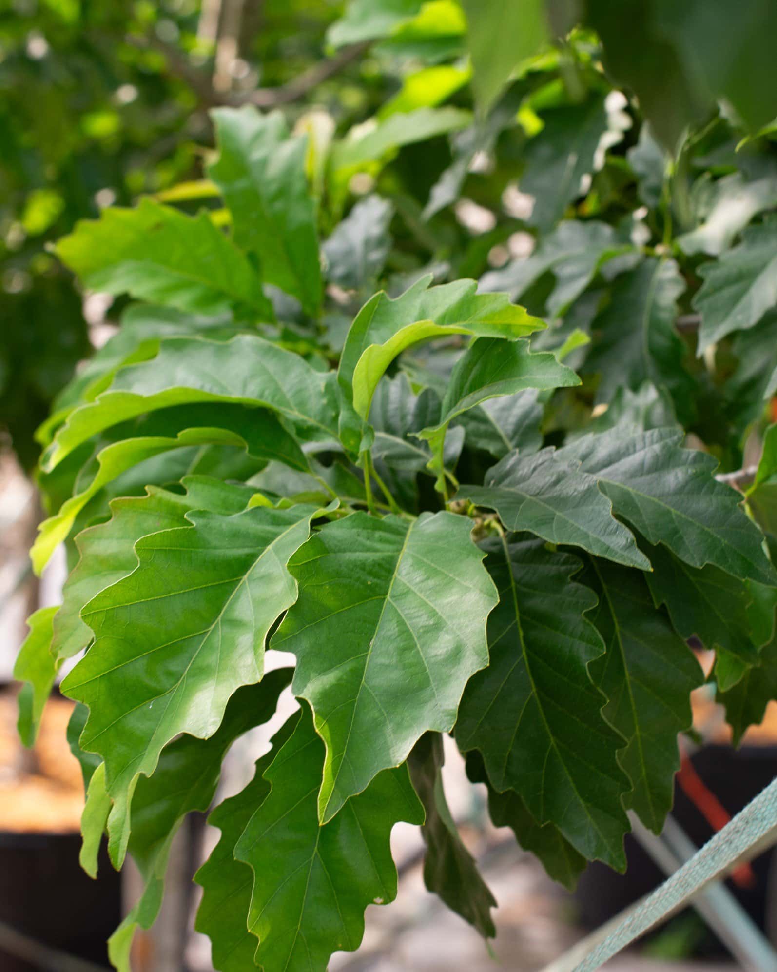 Chinquapin Oak - Image 1