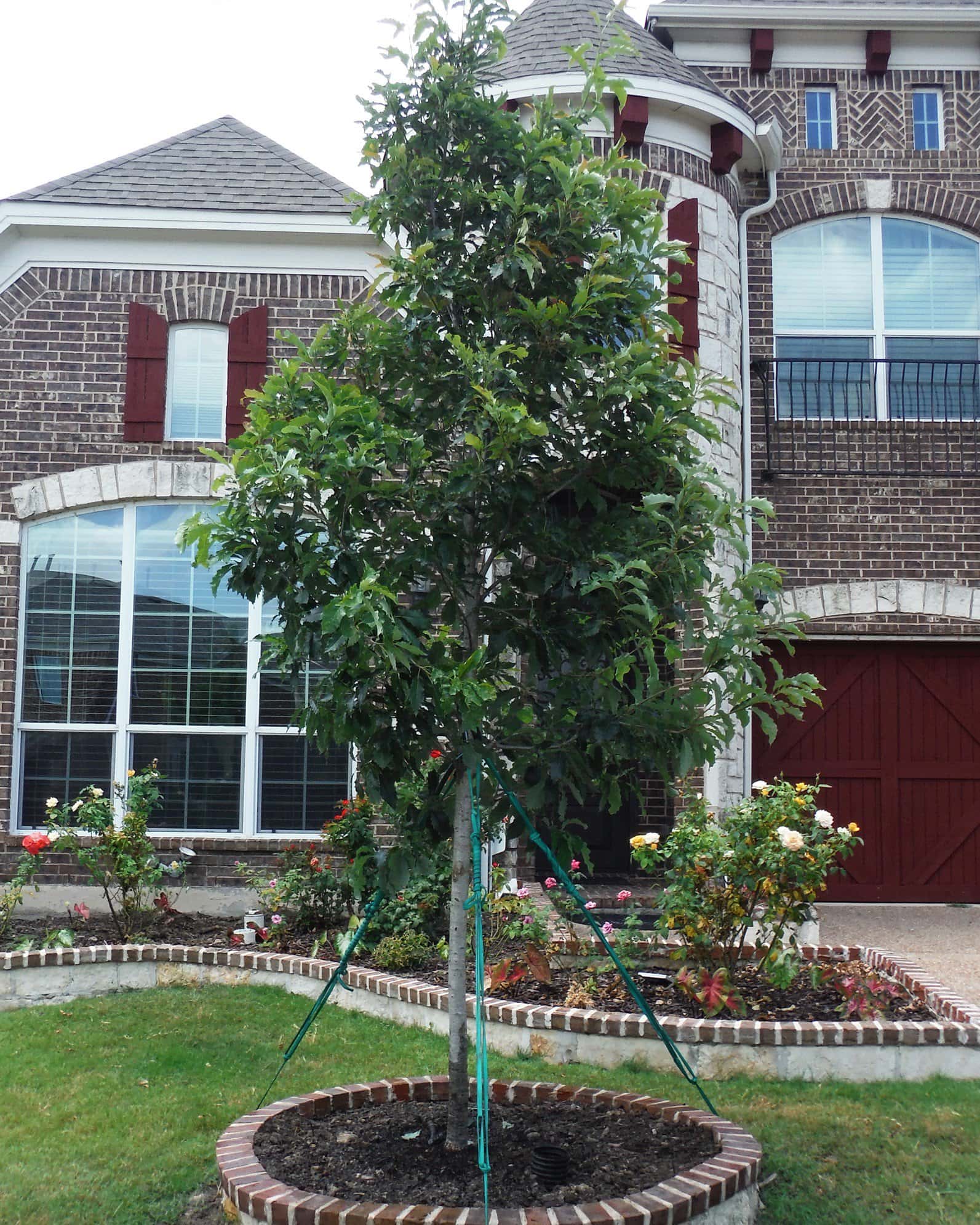 Chinquapin Oak - Image 2