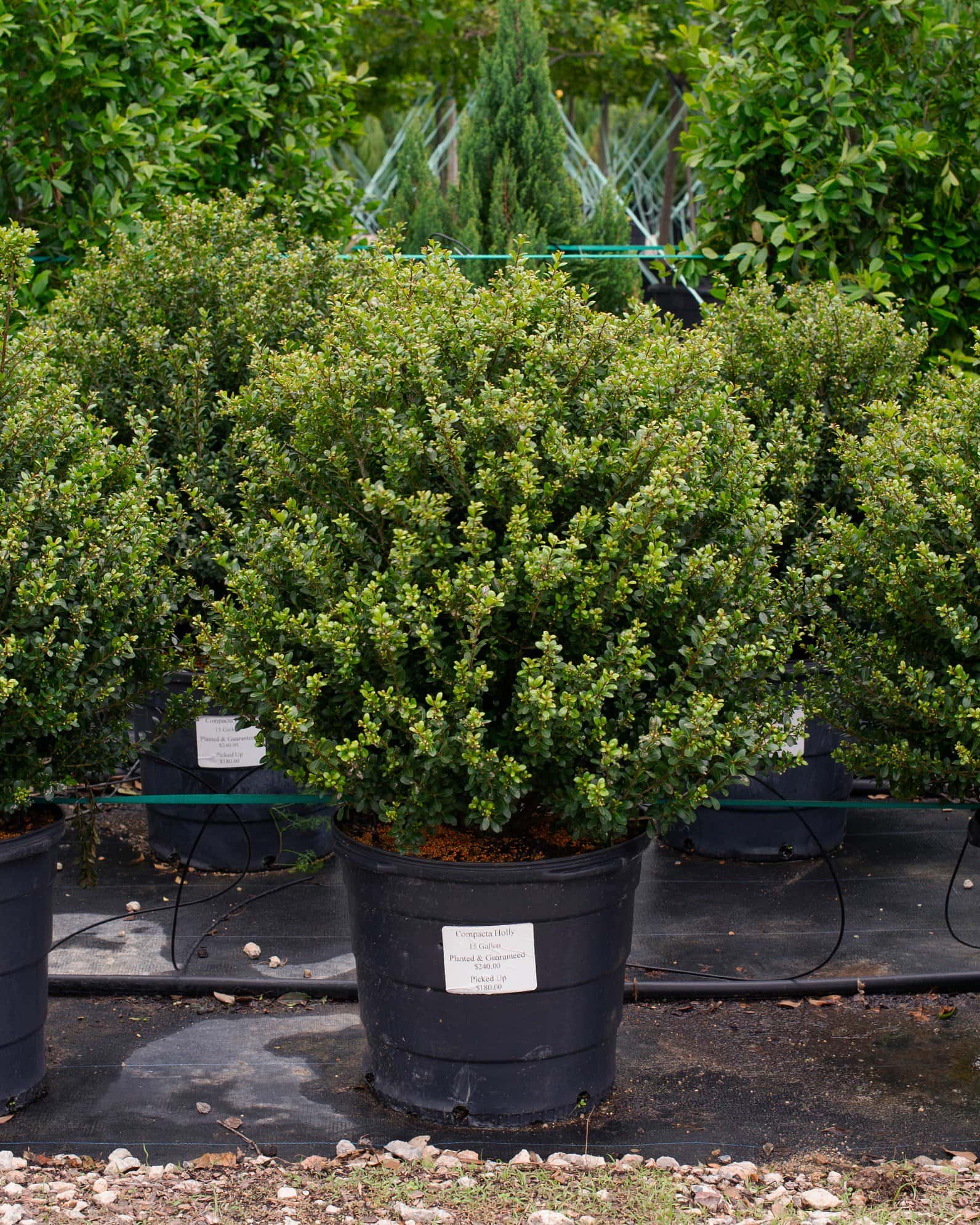 Compacta Holly - Main Image