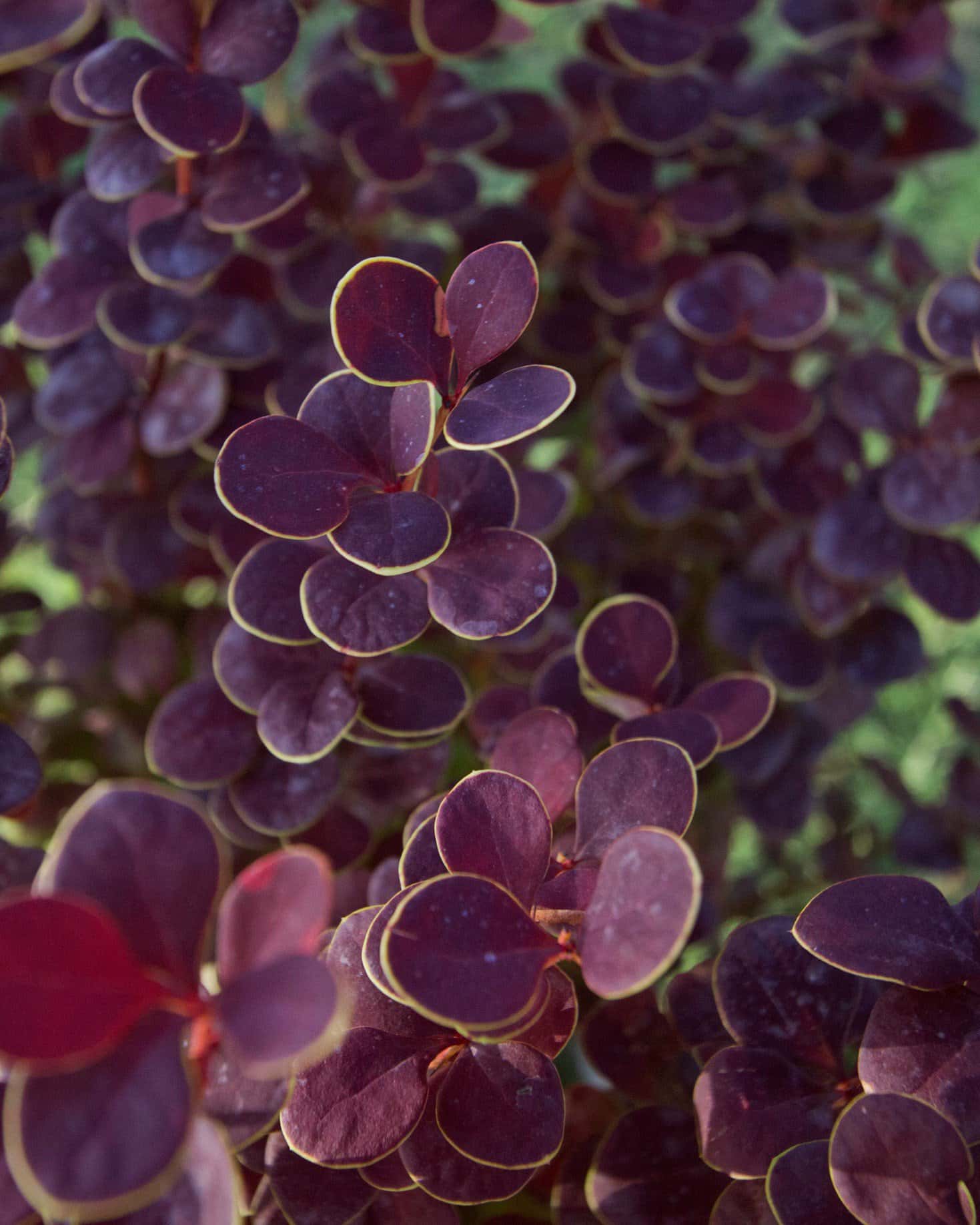 Orange Rocket Barberry - Image 7