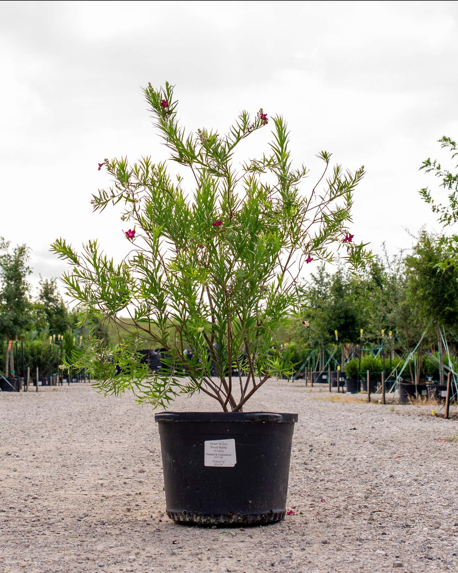 Desert Willow Sweet Bubba - Image 1