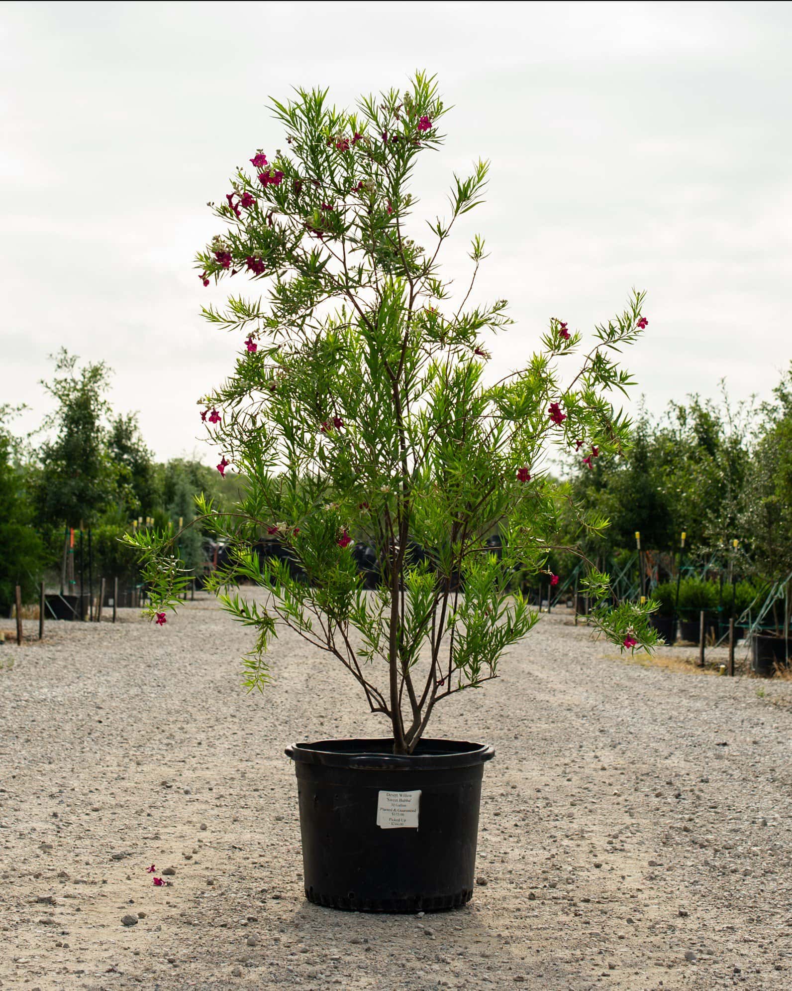 Desert Willow Sweet Bubba - Image 2
