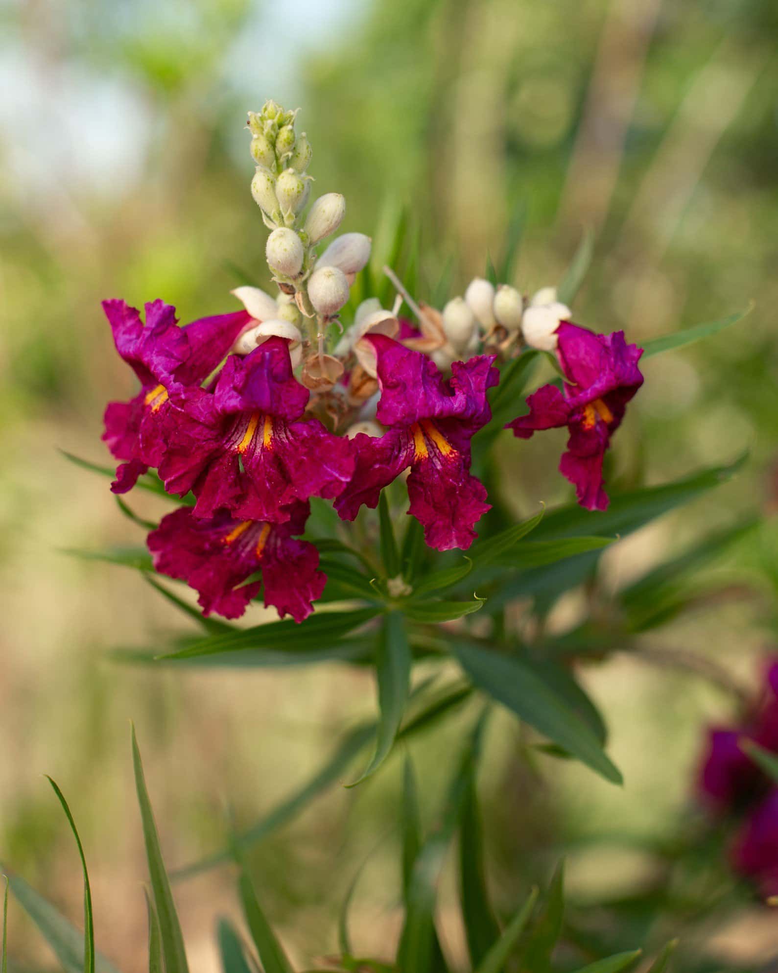 Desert Willow Sweet Bubba - Image 6