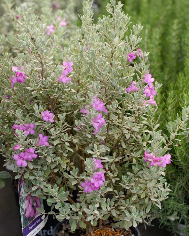 Desperado Texas Sage | Order Online | Treeland Nursery