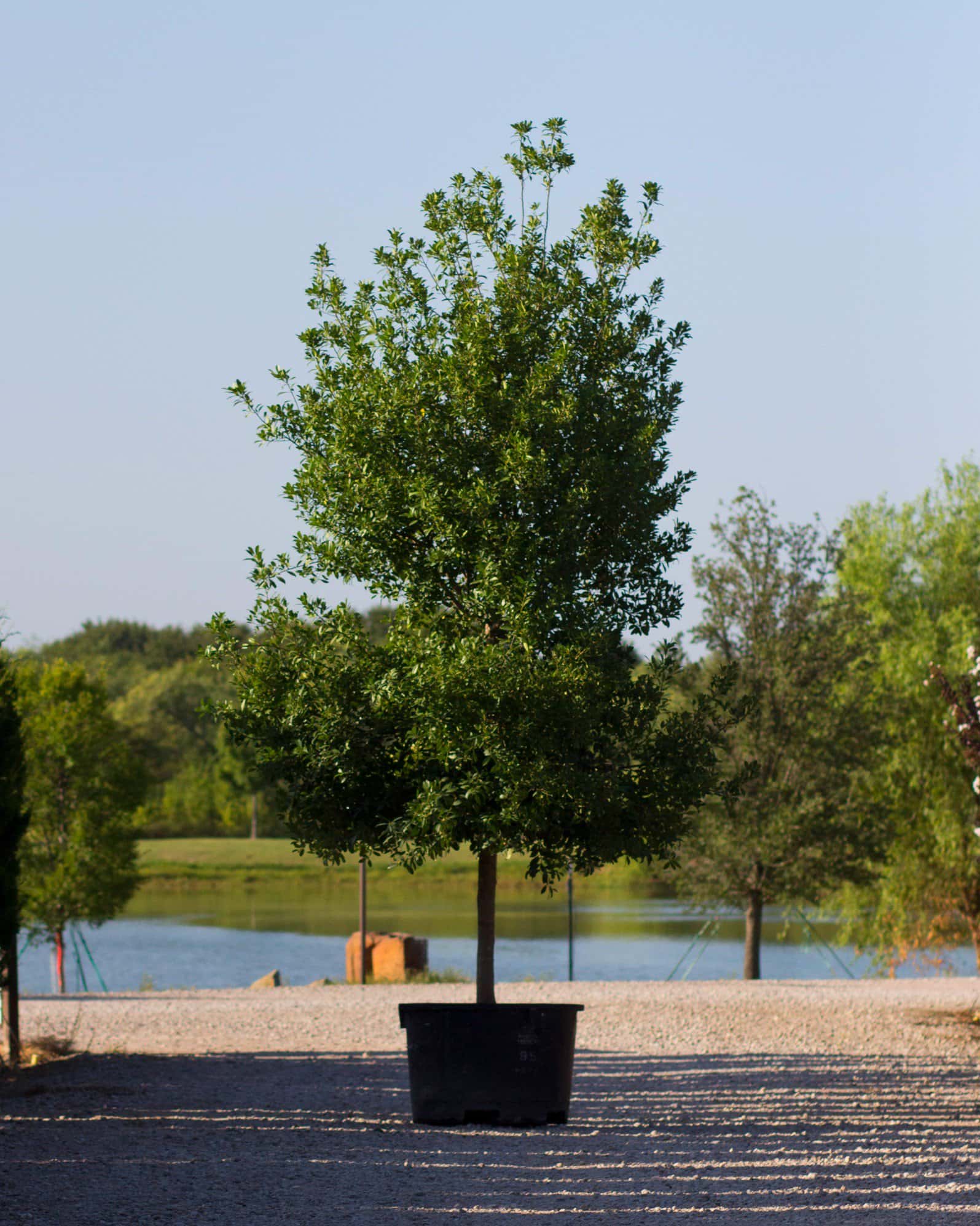 Eagleston Holly Tree Form - Image 1