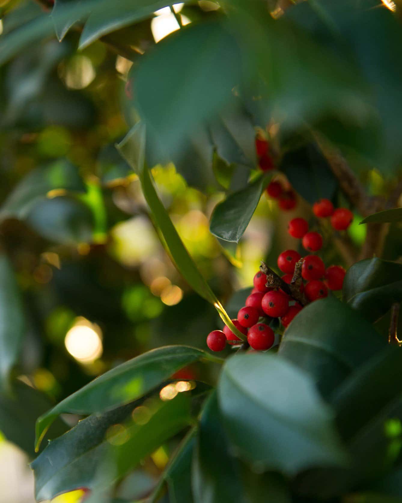 Eagleston Holly Full to Ground - Image 1