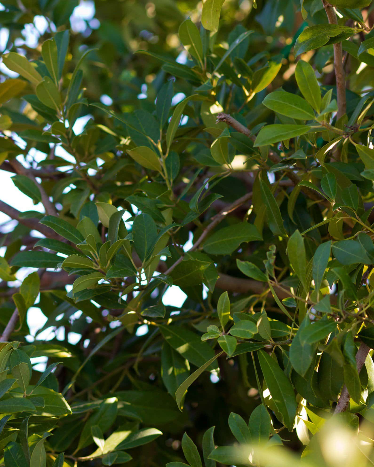 Eagleston Holly Full to Ground - Image 3