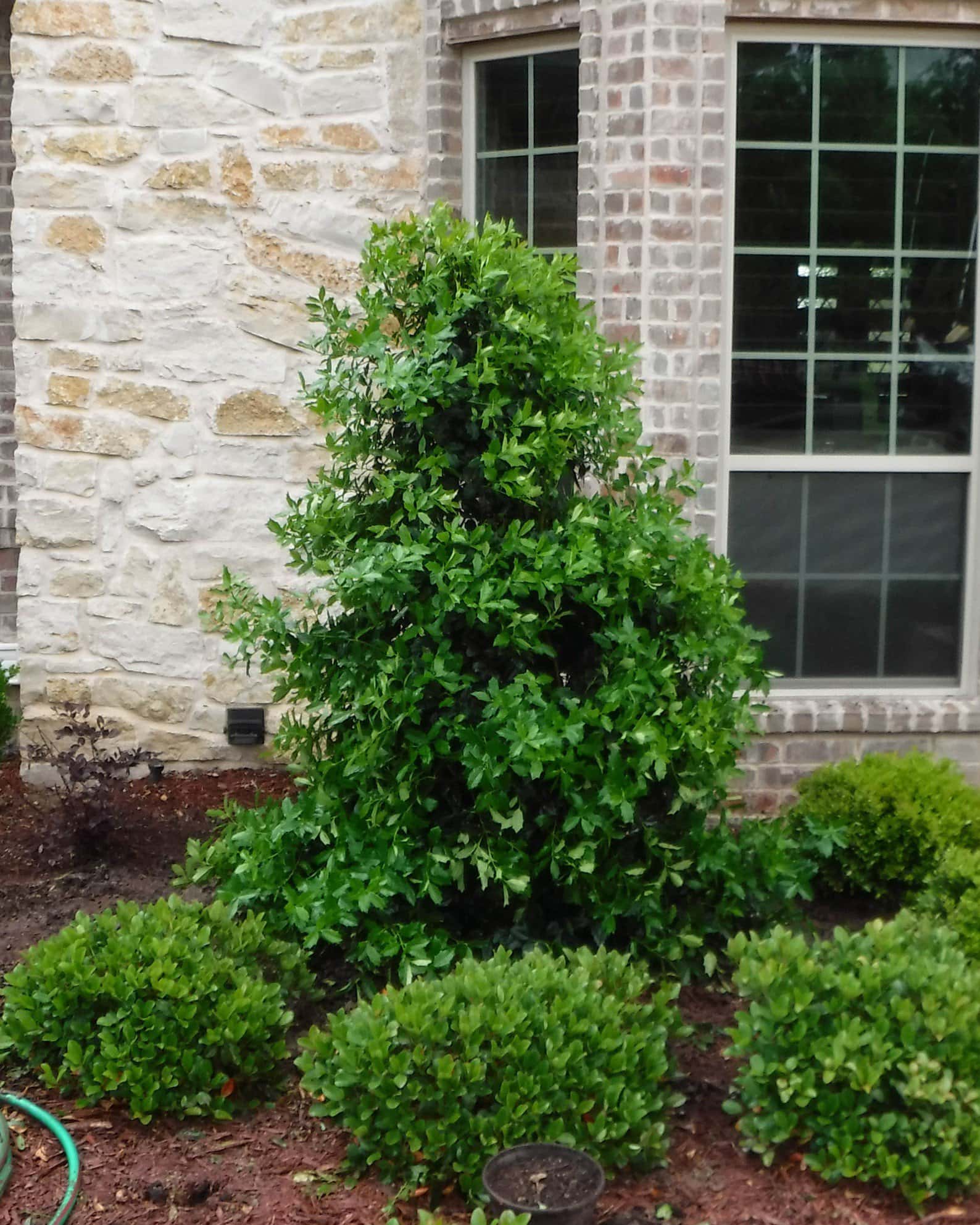Eagleston Holly Full to Ground - Image 5