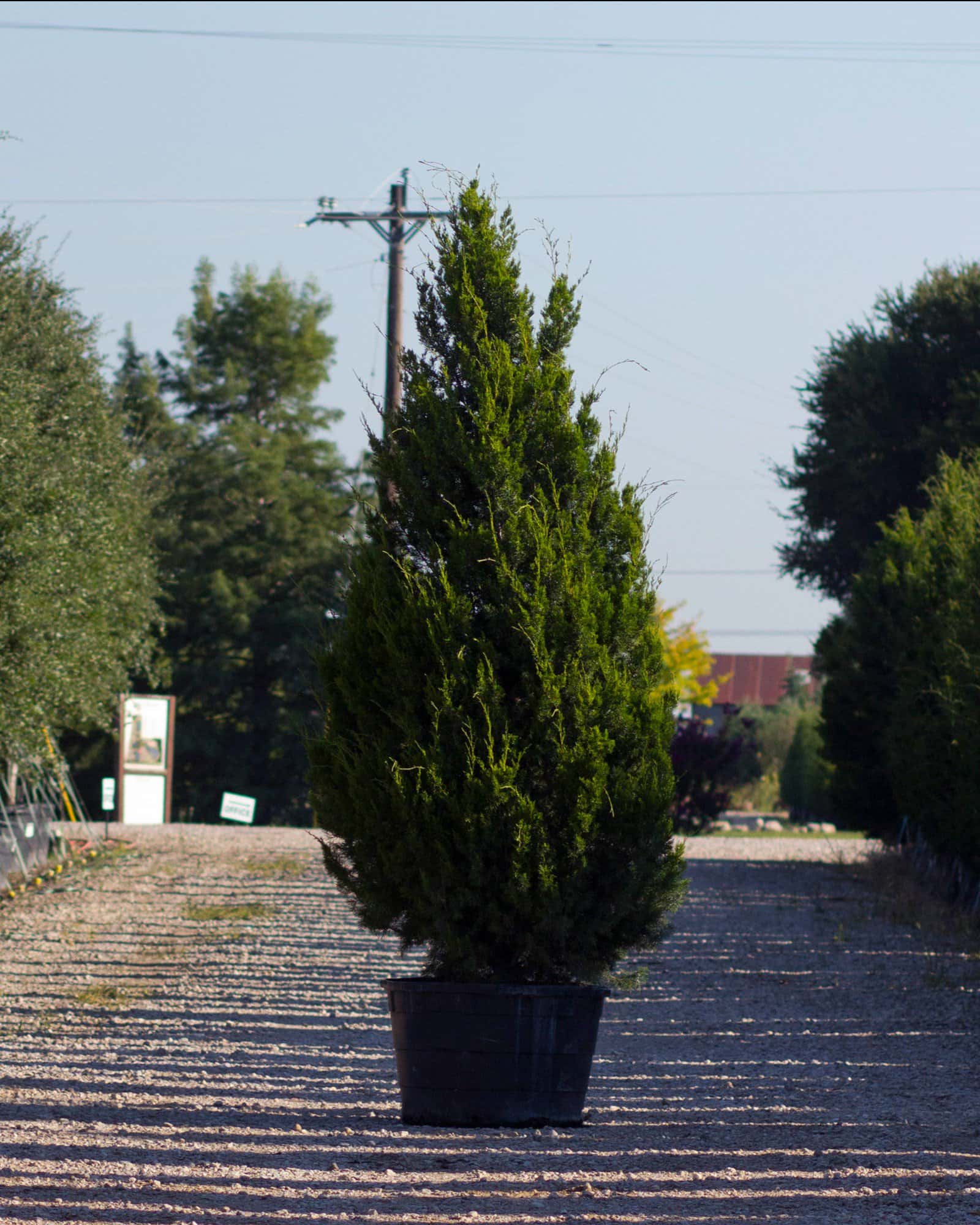 Eastern Red Cedar Brodie - Main Image