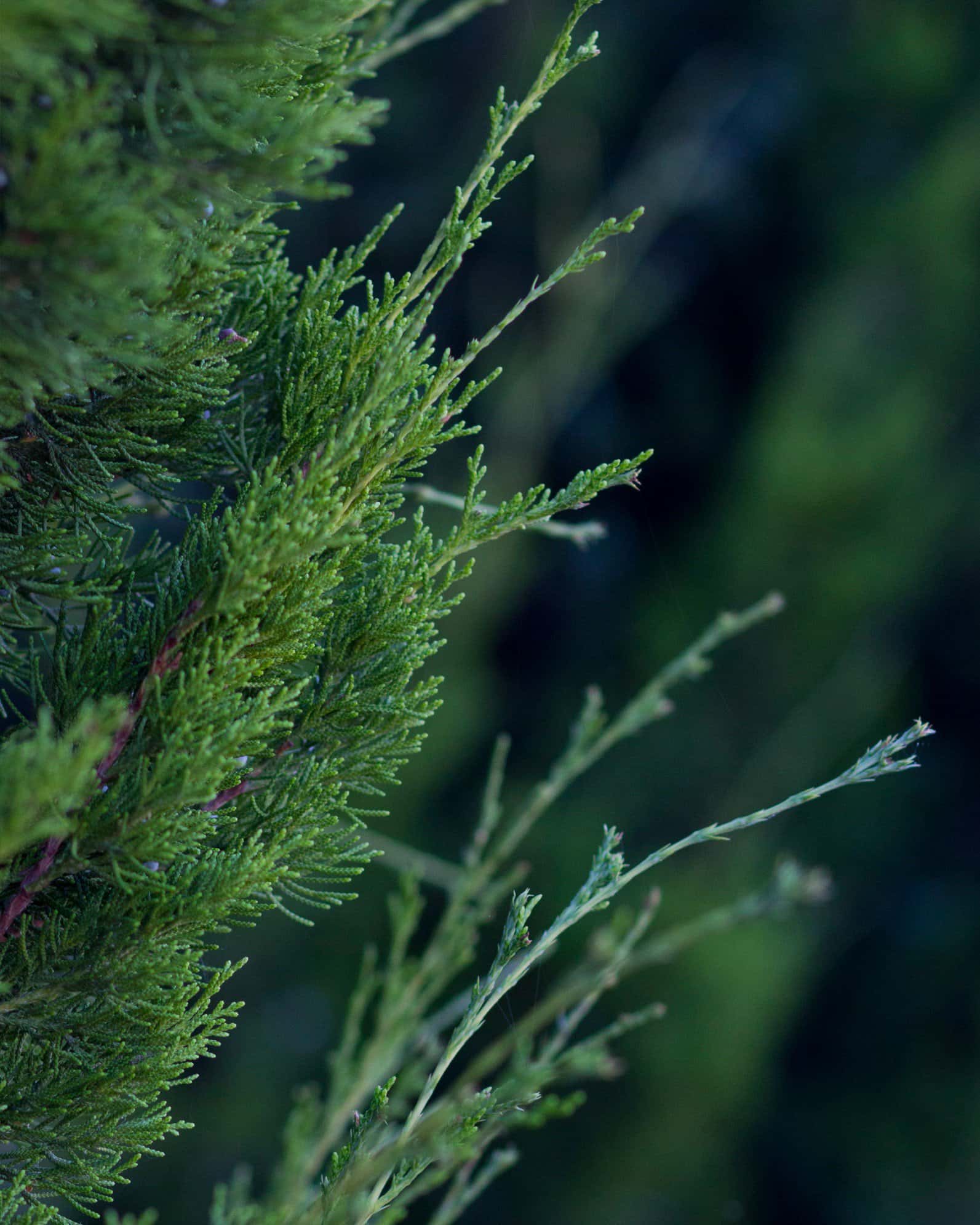 Eastern Red Cedar Brodie - Image 1