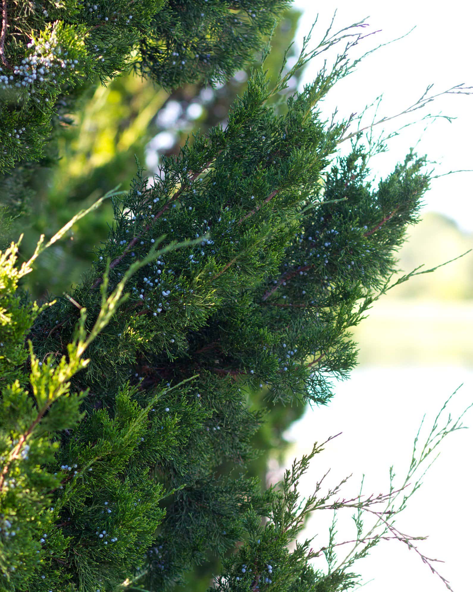 Eastern Red Cedar Brodie - Image 3