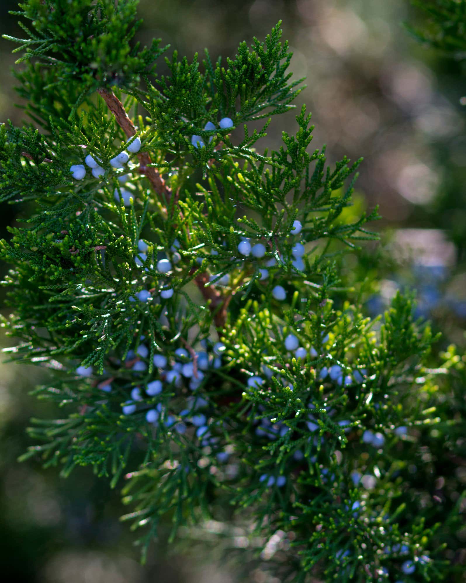 Eastern Red Cedar Brodie - Image 6
