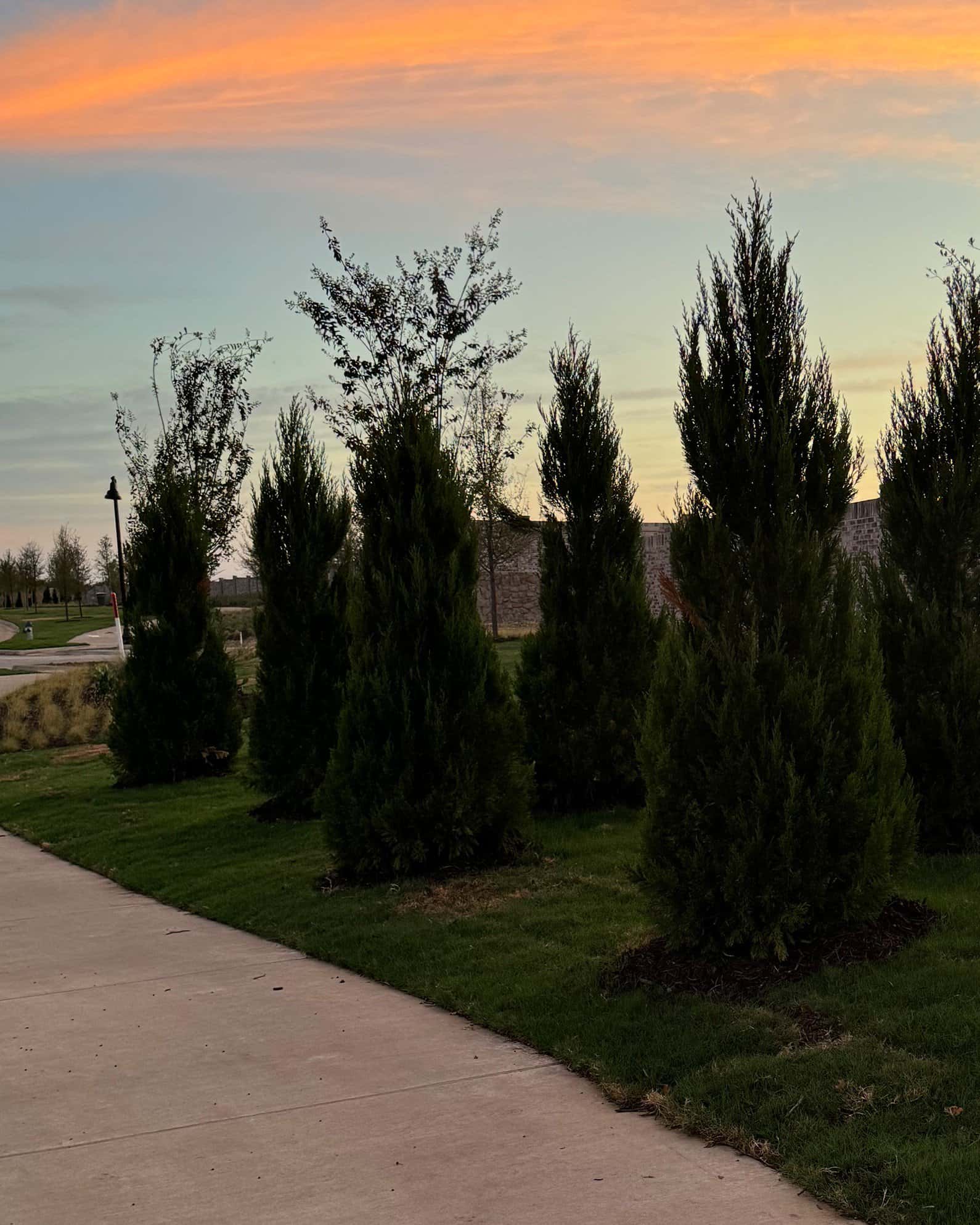 Eastern Red Cedar Brodie - Image 7