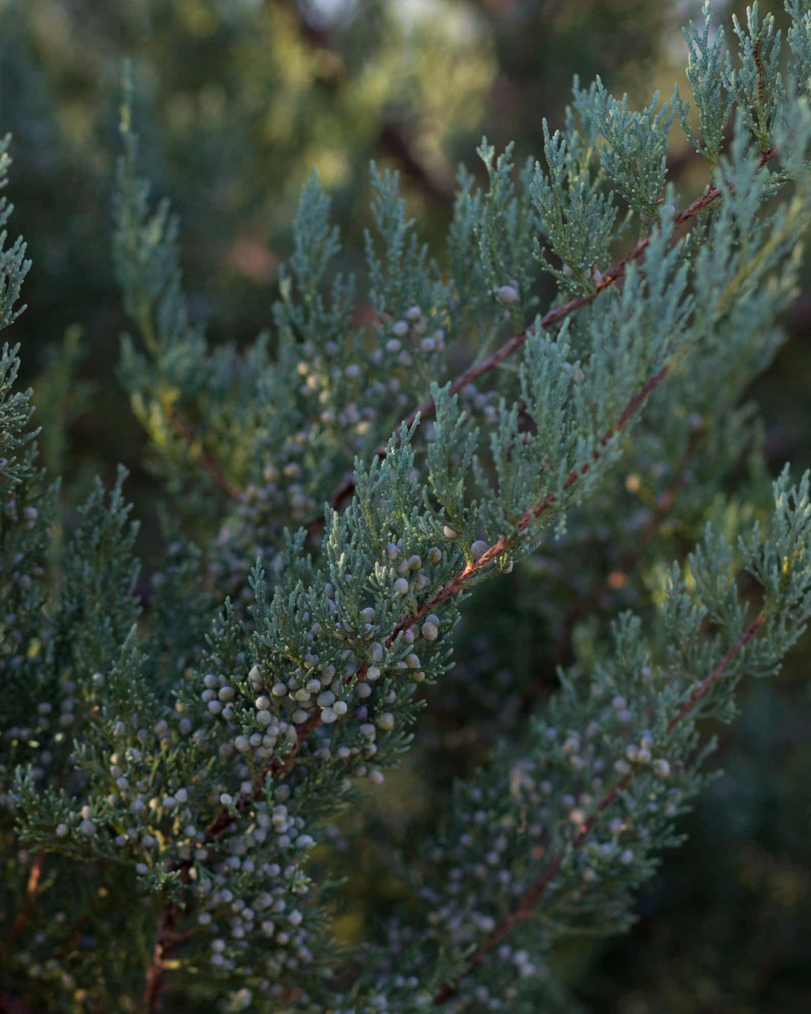 Eastern Red Cedar Burkii - Image 1