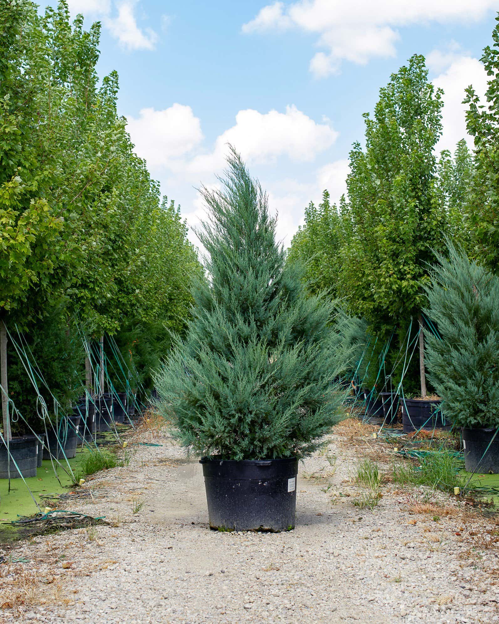 Eastern Red Cedar Burkii - Image 4