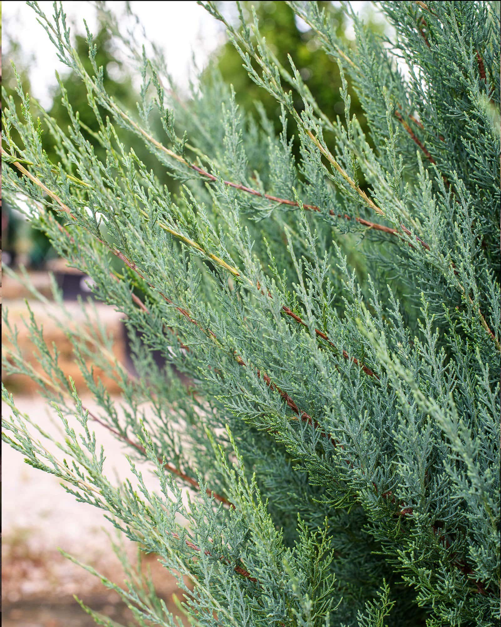 Eastern Red Cedar Burkii - Image 5