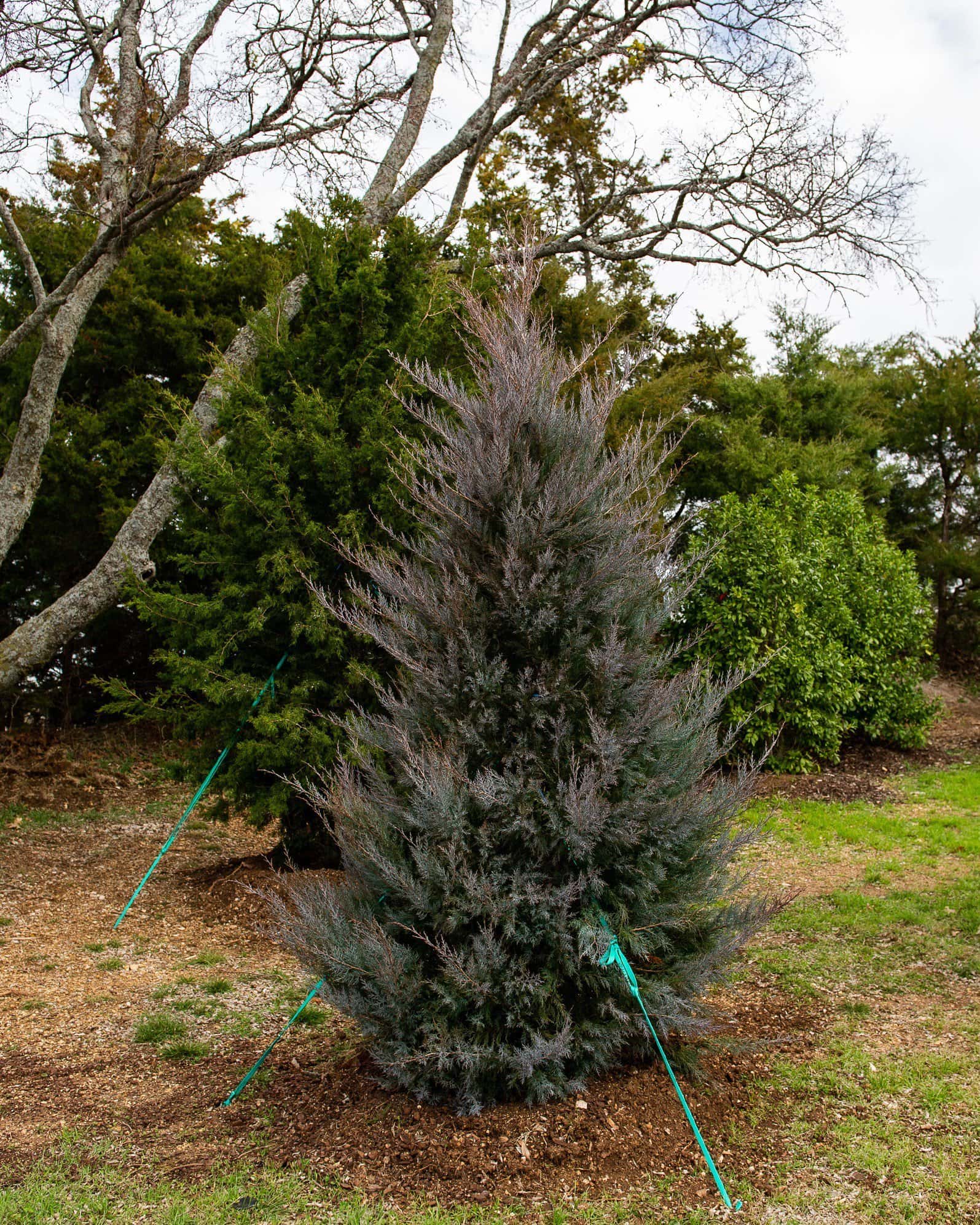 Eastern Red Cedar Burkii - Image 6