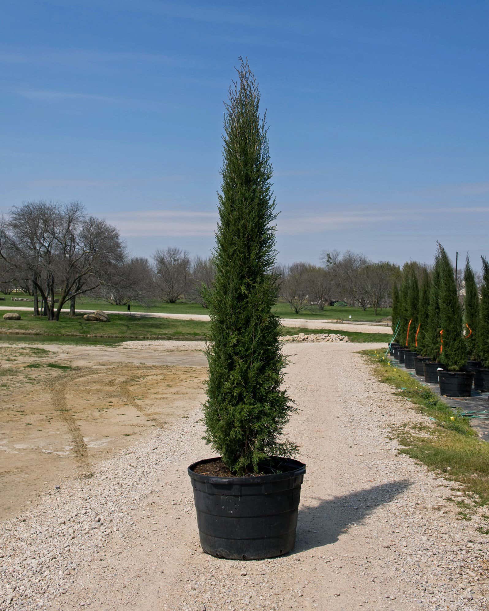 Eastern Red Cedar Taylor - Main Image