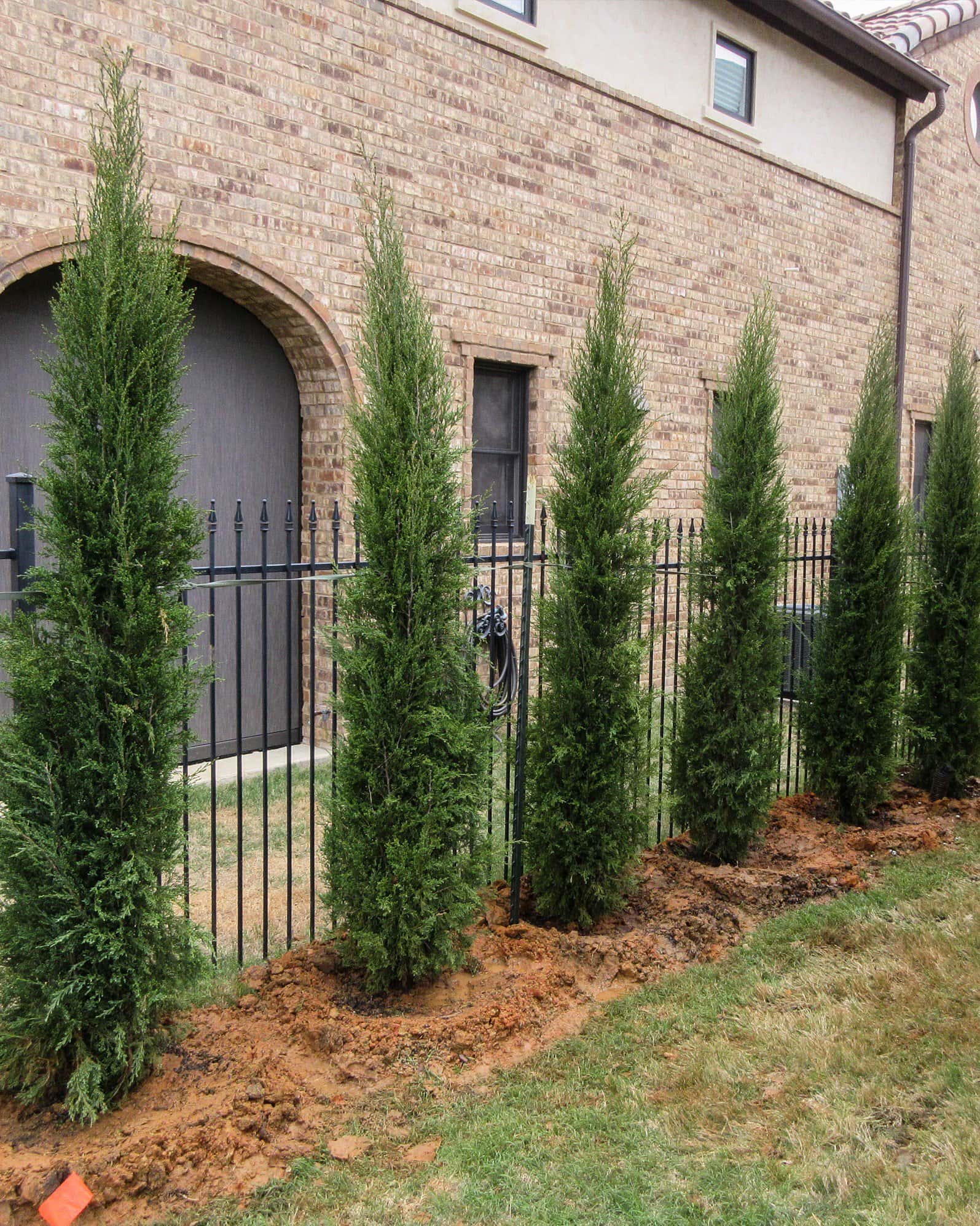 Eastern Red Cedar Taylor - Image 5