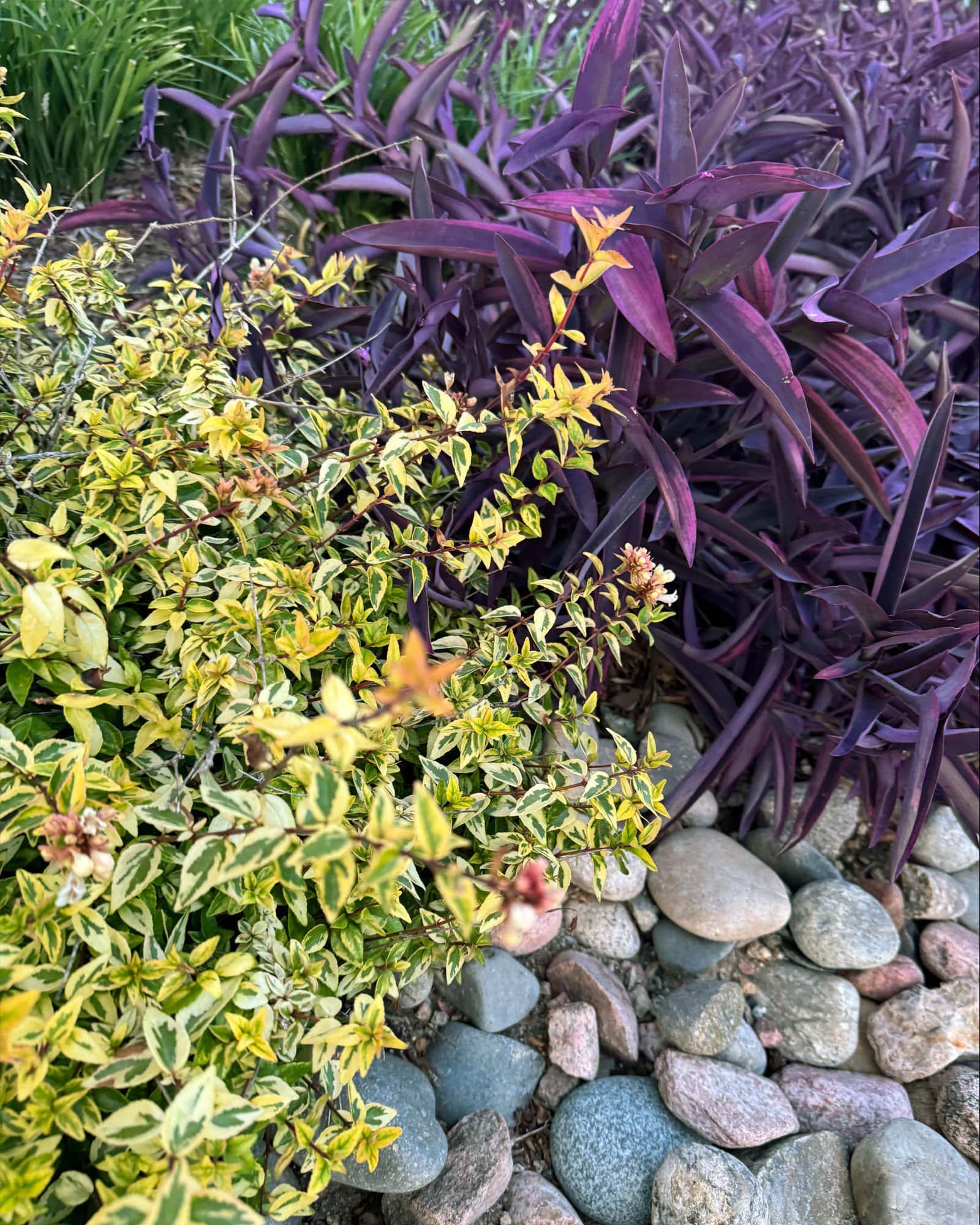 Kaleidoscope Abelia - Image 5