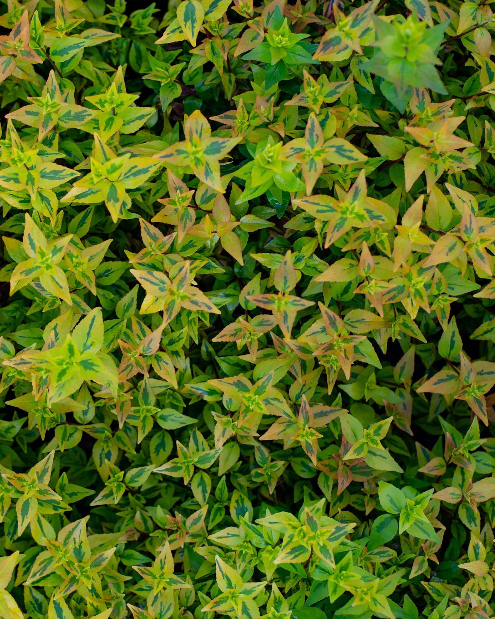 Kaleidoscope Abelia - Image 4