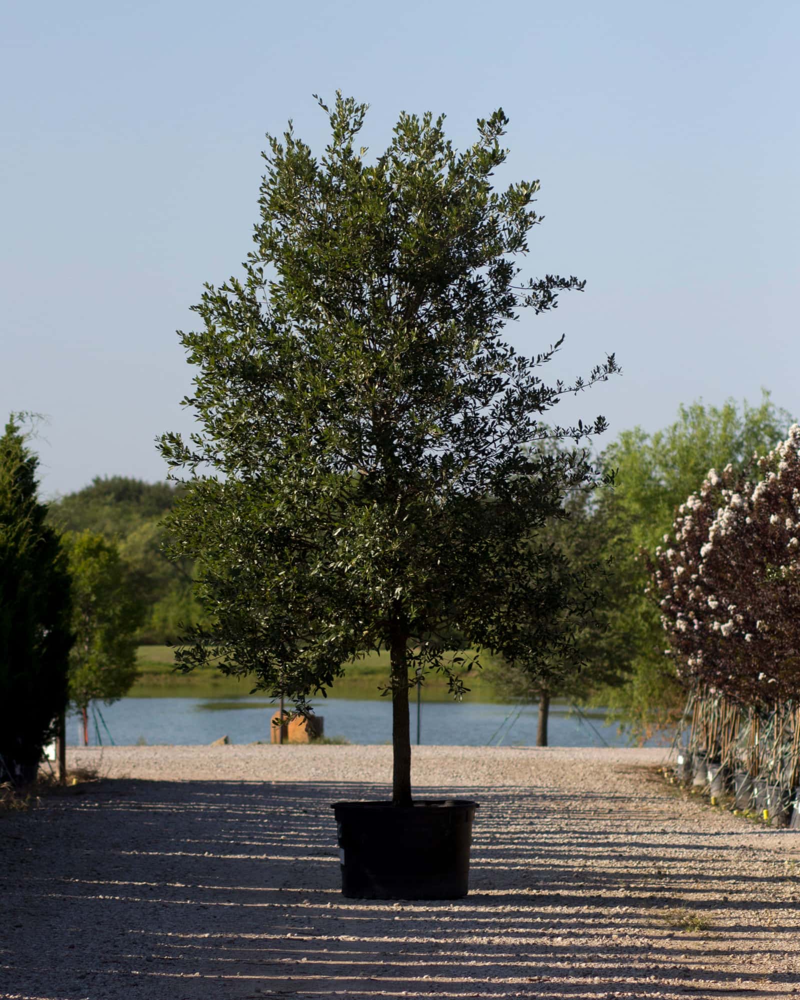 Live Oak - Main Image