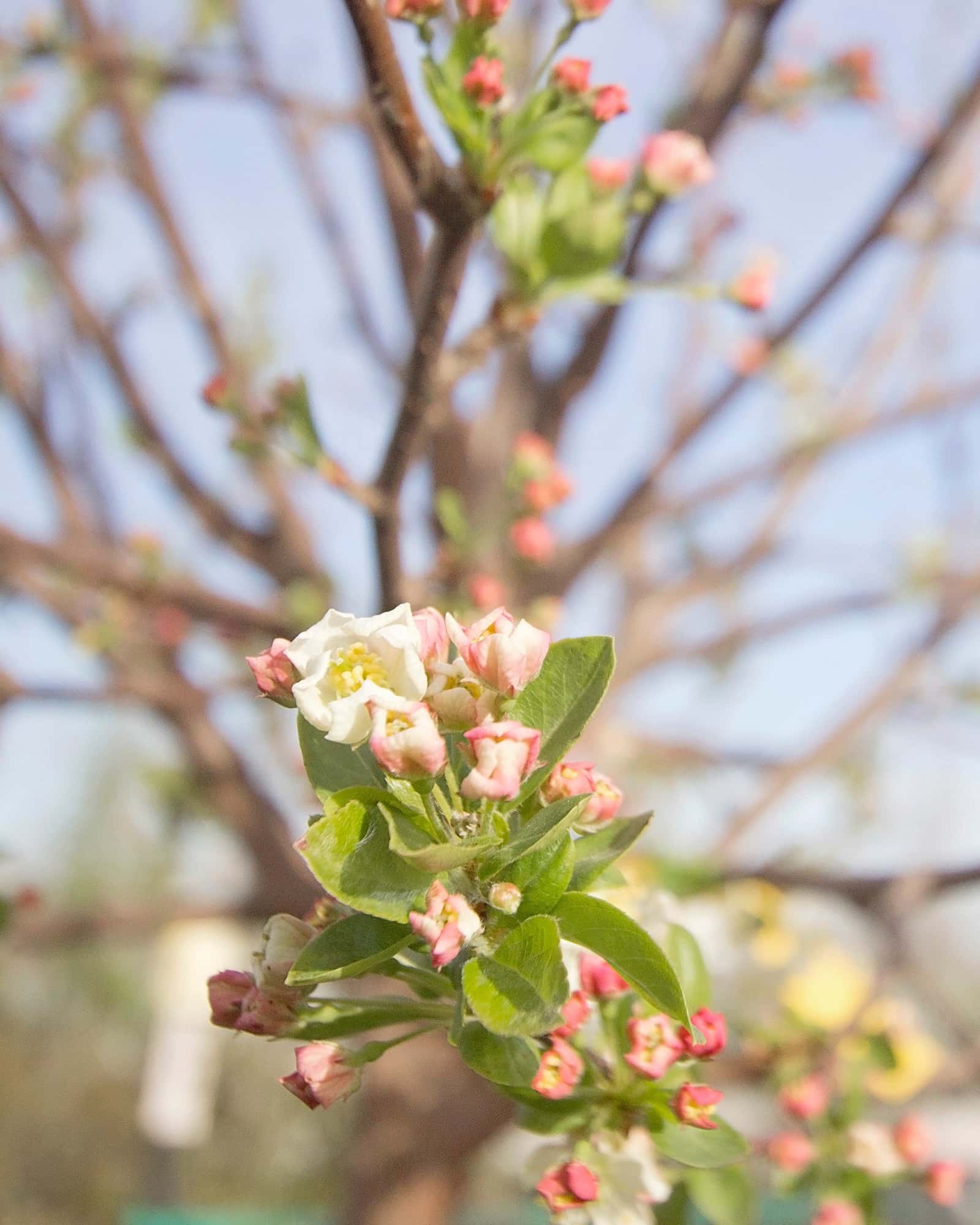 Lollipop Crabapple - Main Image