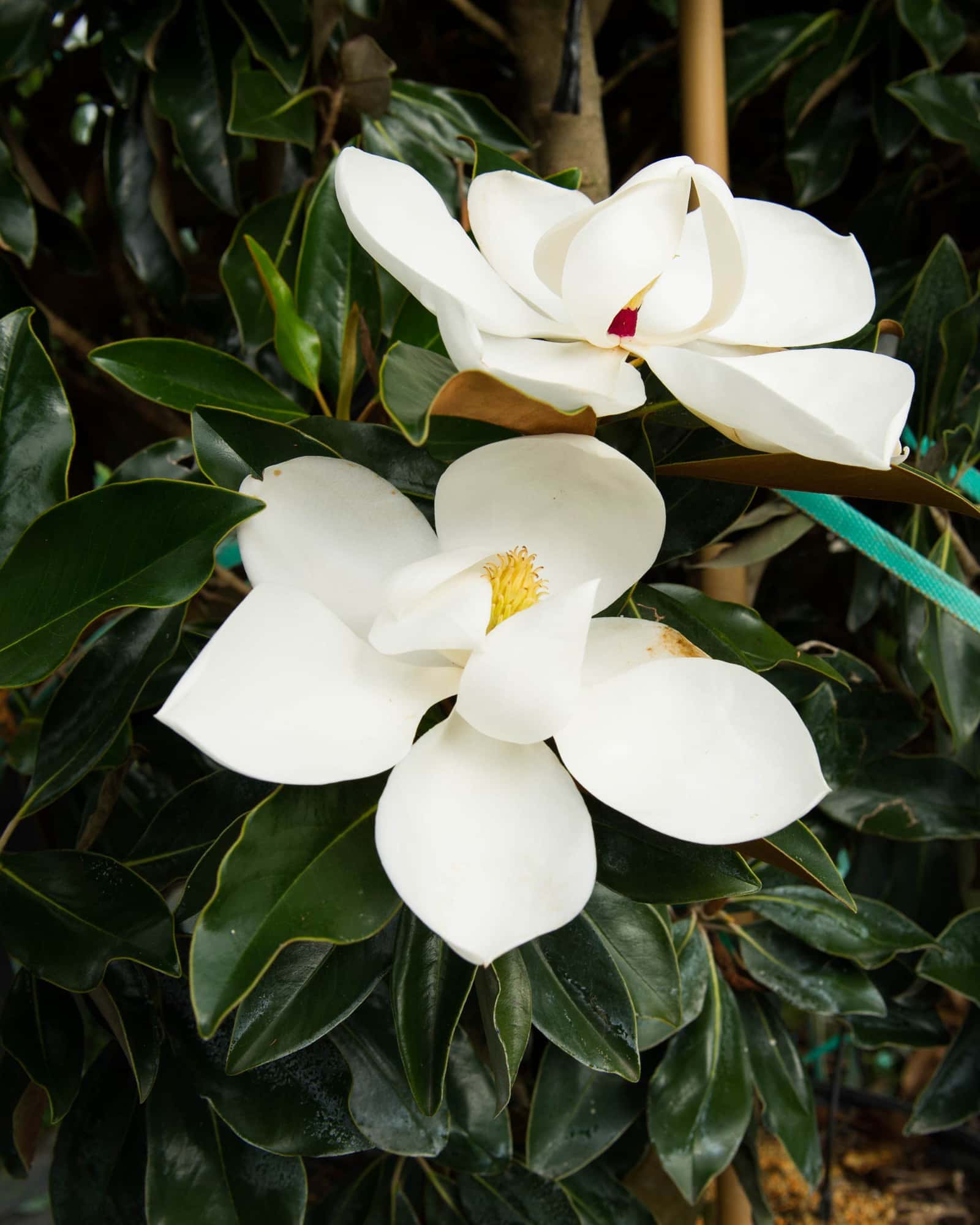 Little Gem Magnolia - Main Image
