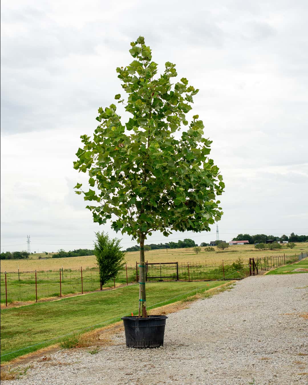 Mexican Sycamore | Order Online | Treeland Nursery