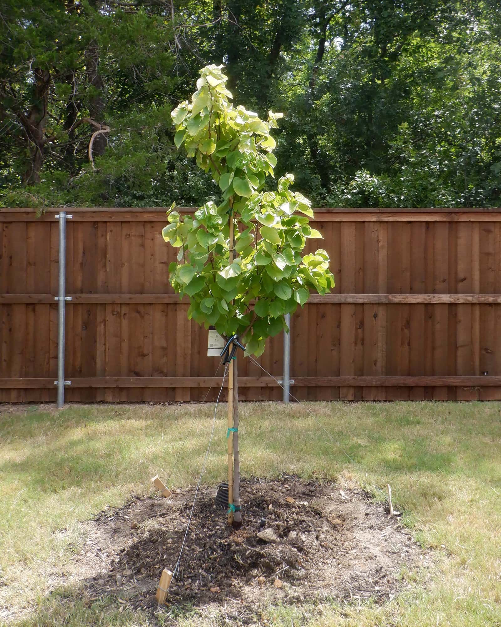 Rise 'N Shine Redbud - Main Image