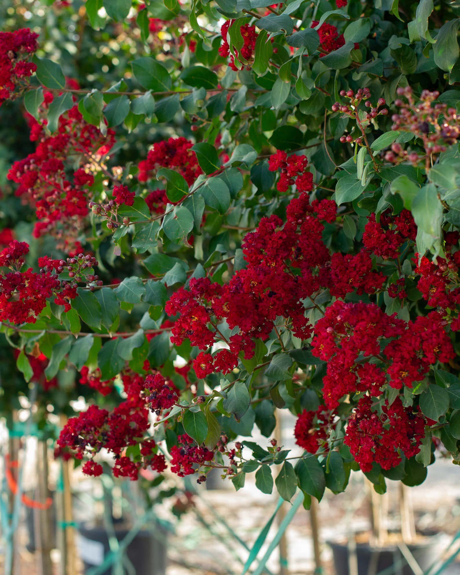 Scarlet Crape Myrtle - Main Image