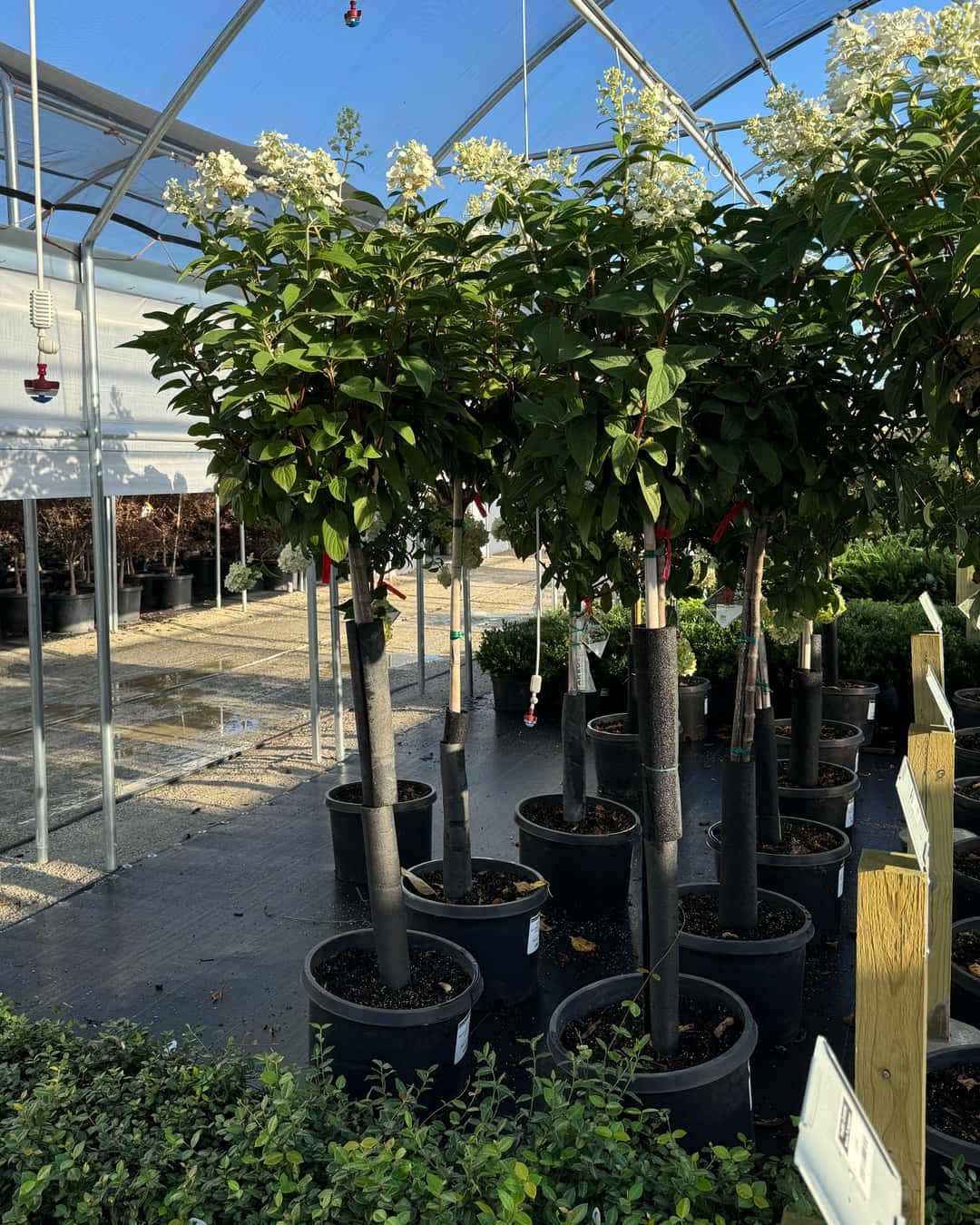 Quick Fire Hydrangea Tree Form | Order Online | Treeland Nursery