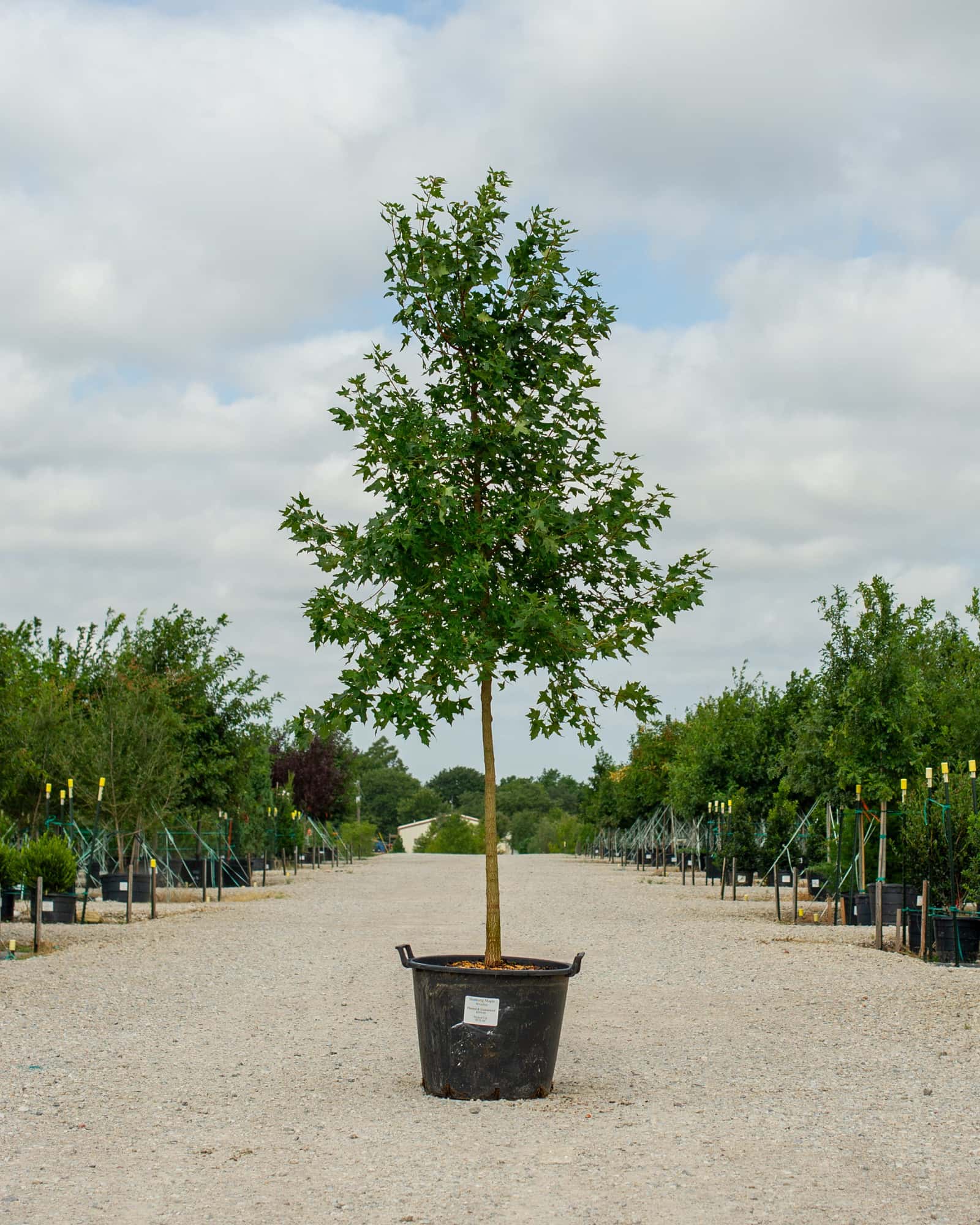 Shantung Maple - Main Image