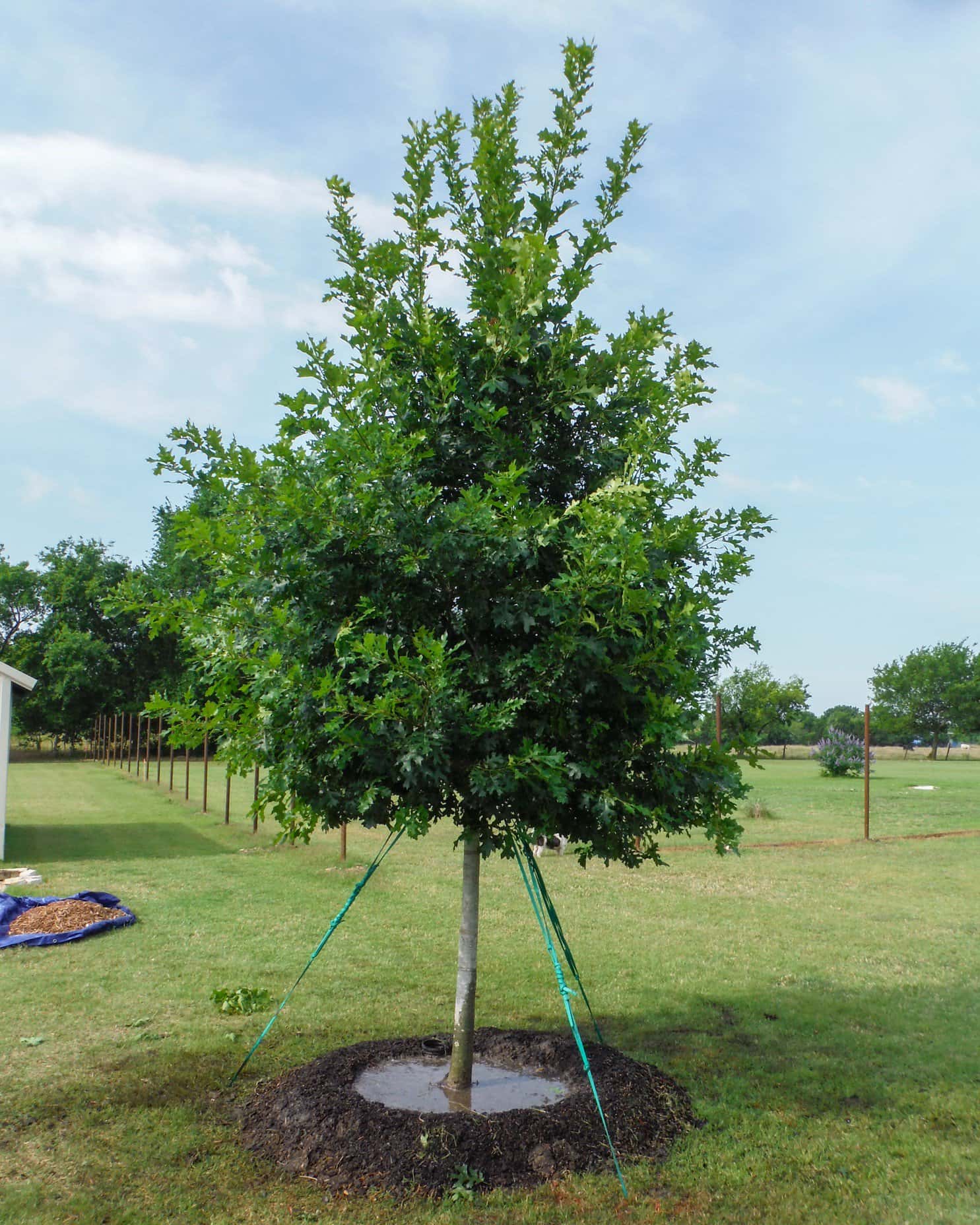 Shumard Red Oak - Main Image