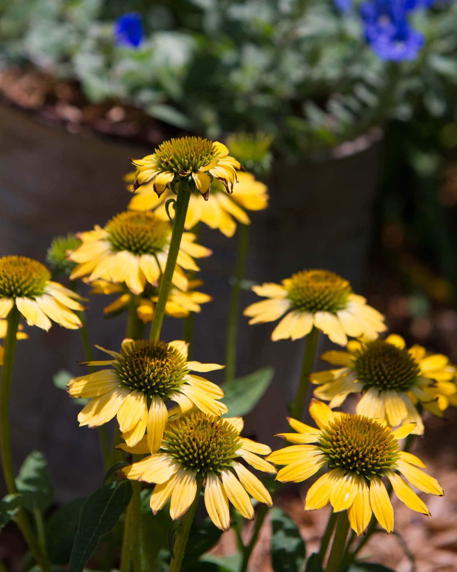 Sombrero Lemon Yellow Coneflower - Main Image