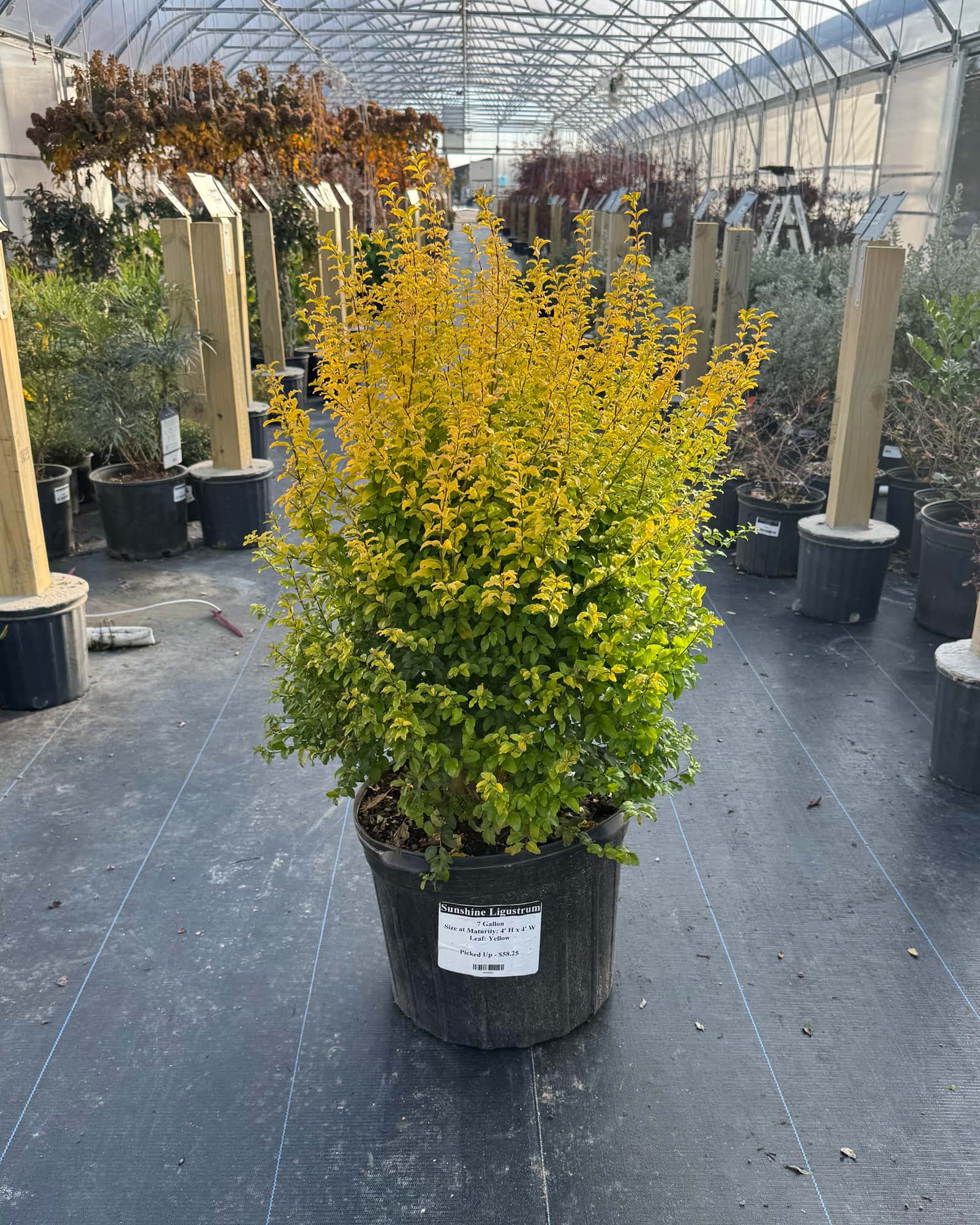 Sunshine Ligustrum - Main Image
