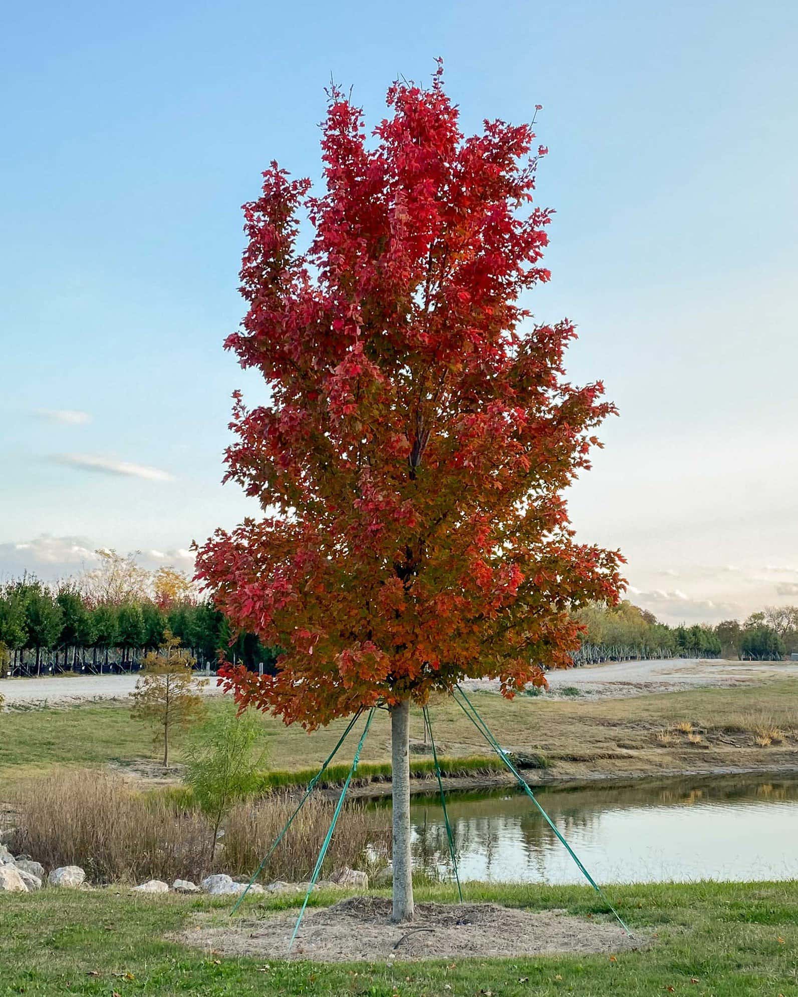 October Glory Maple - Image 3