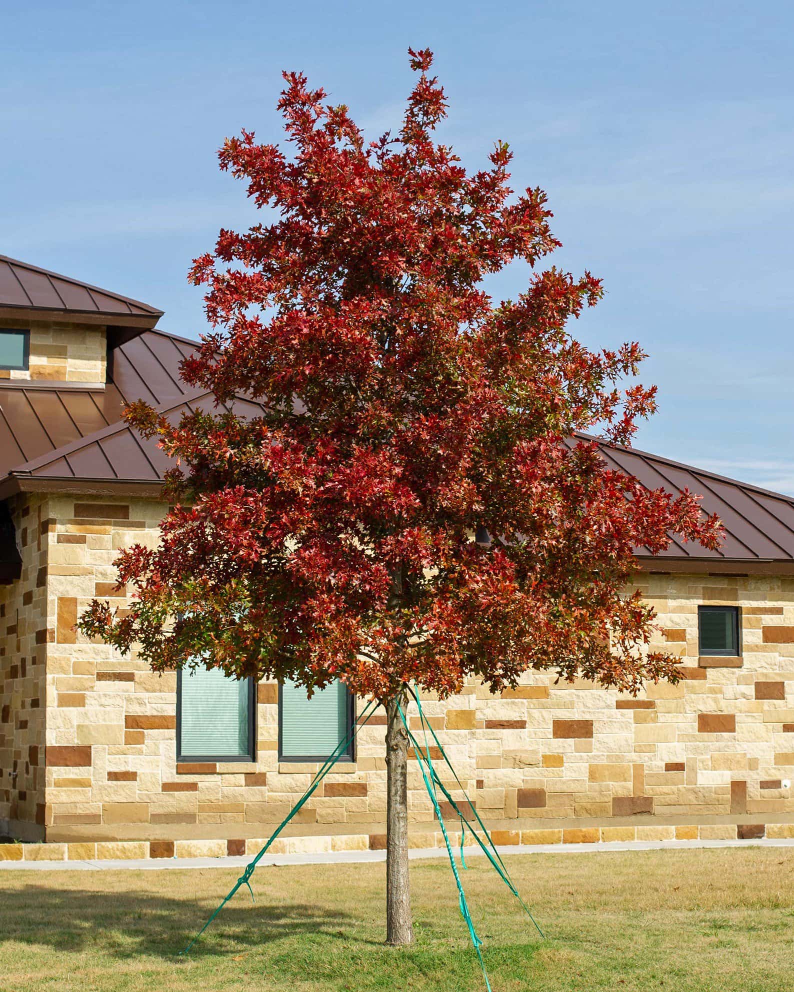 Shumard Red Oak - Image 1
